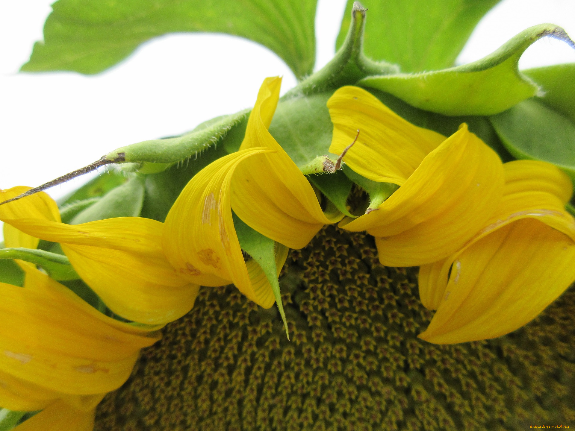 цветы, подсолнухи, цветок, подсолнух