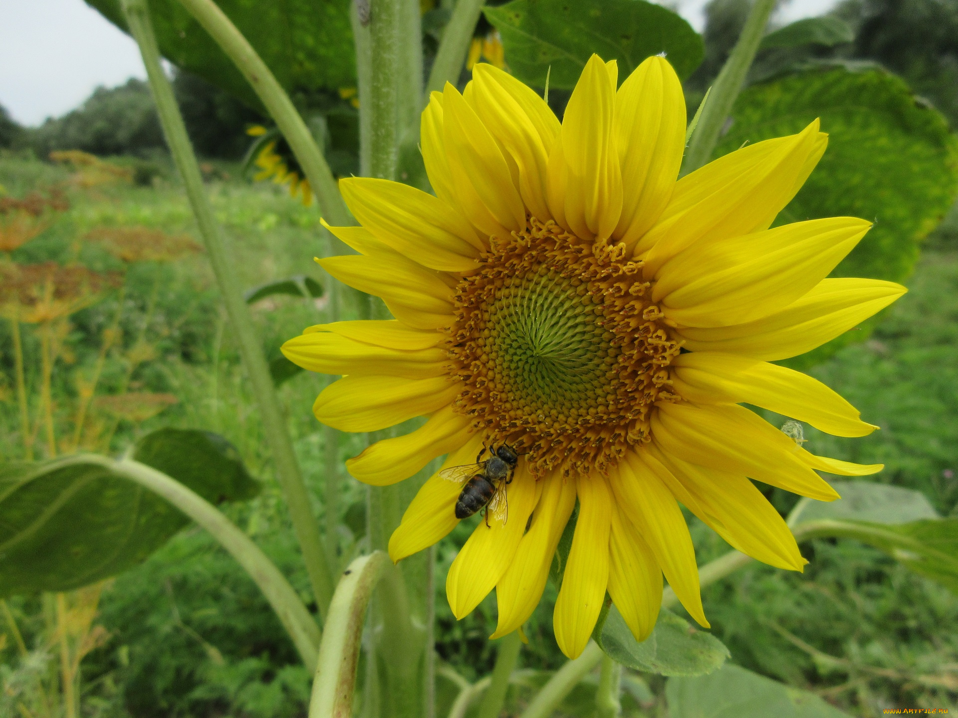 цветы, подсолнухи, цветок, подсолнух