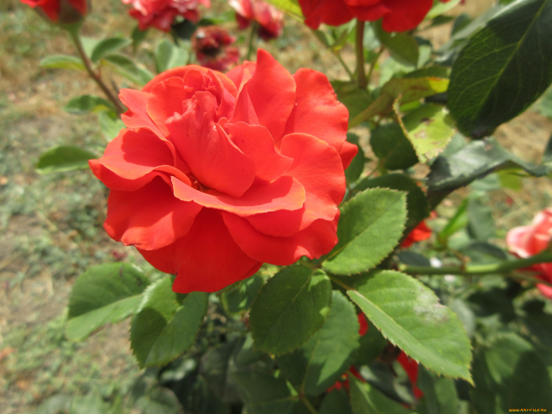 цветы, розы, оранжевая, роза