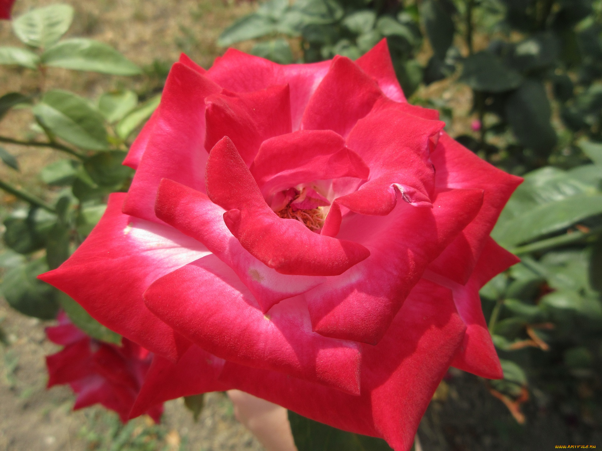 цветы, розы, роза