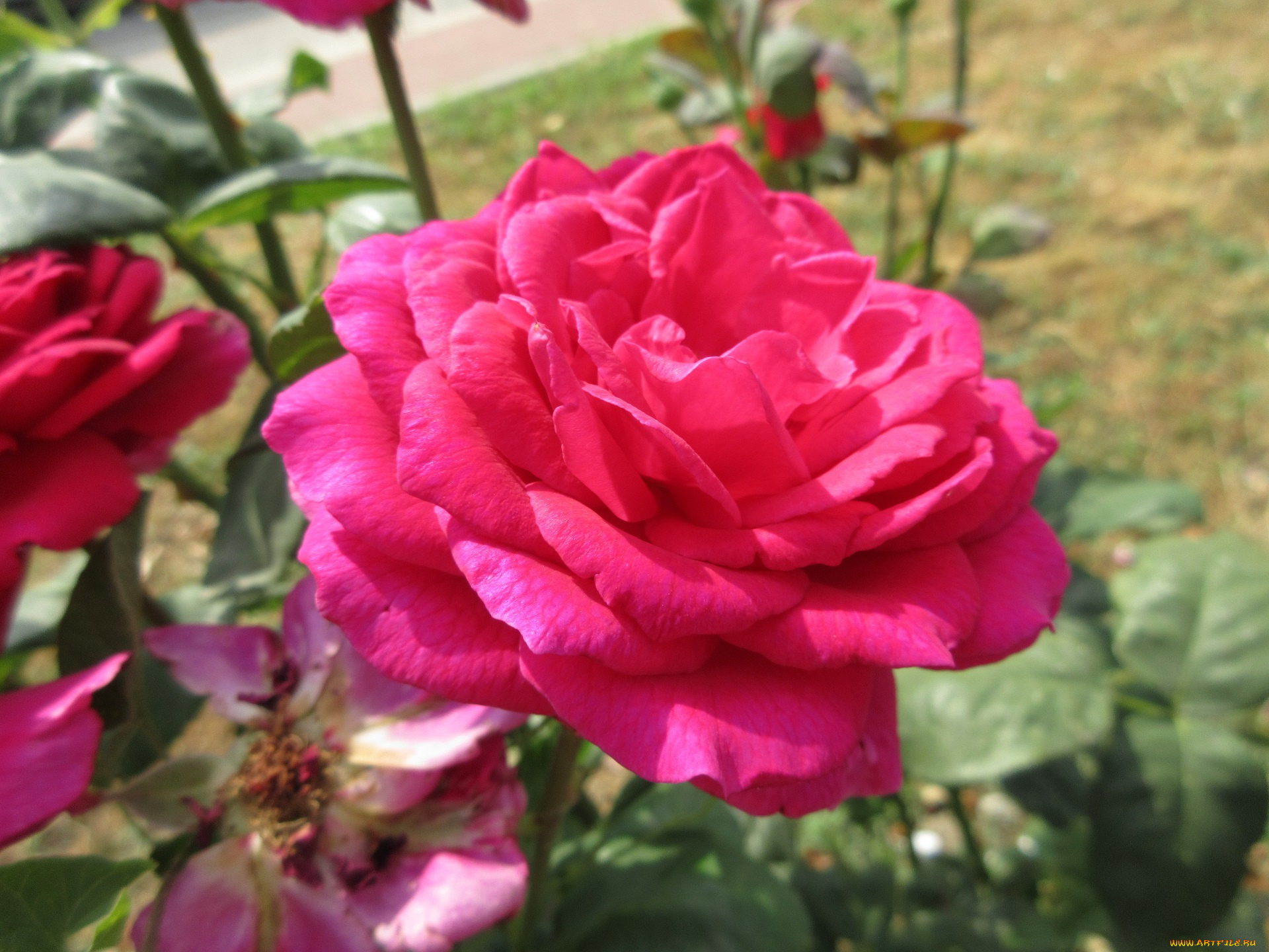 цветы, розы, роза