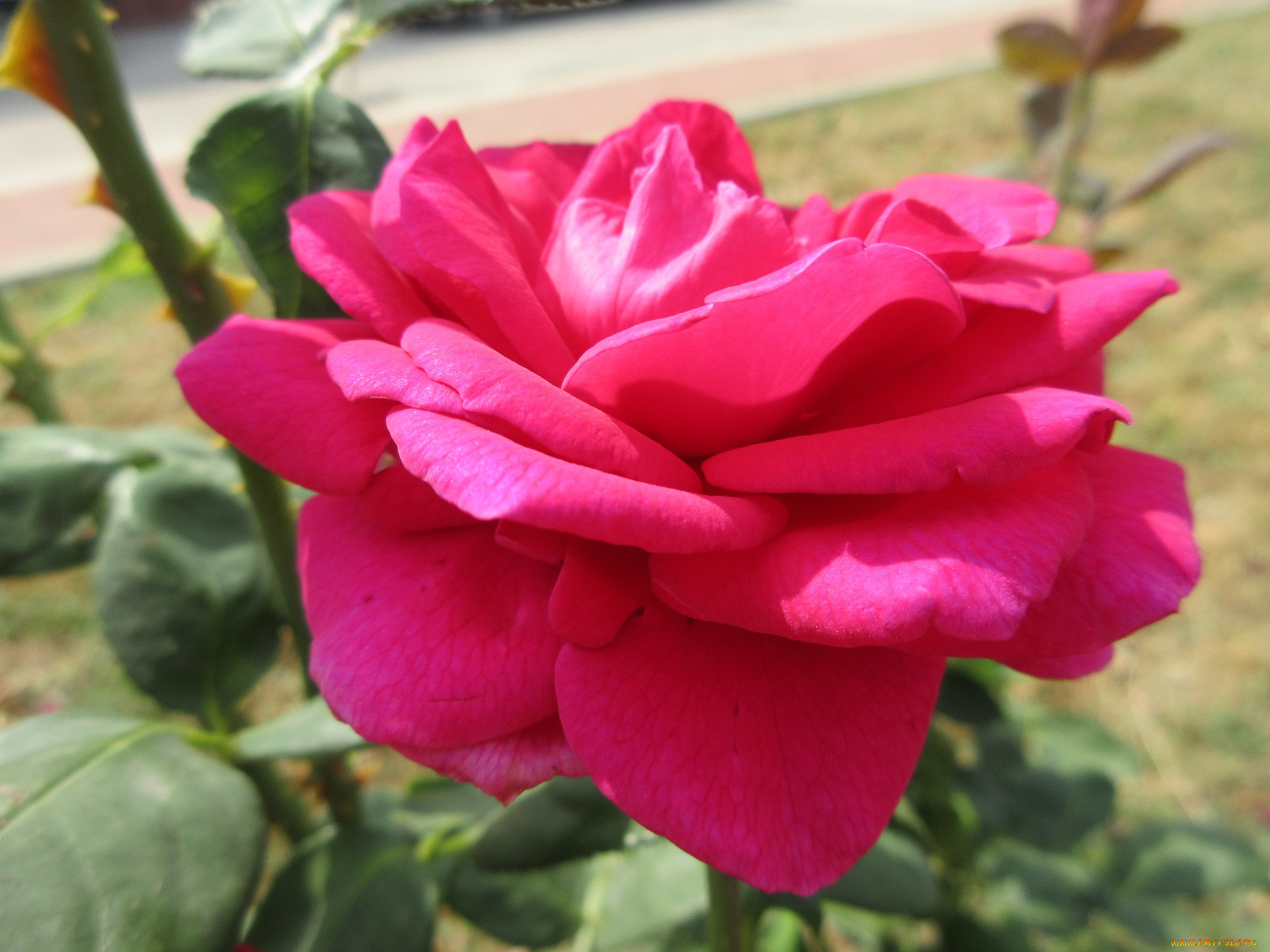 цветы, розы, роза