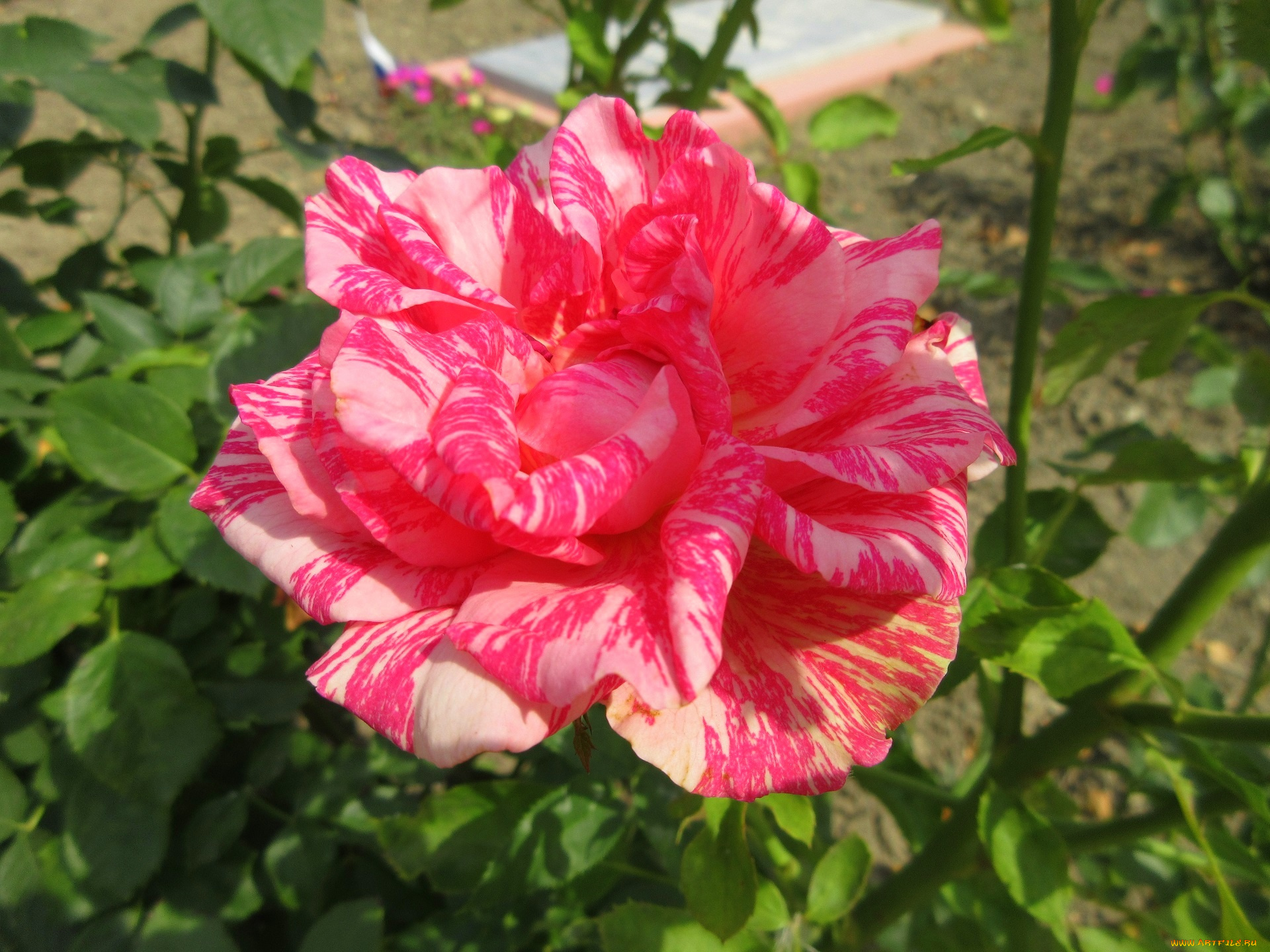 цветы, розы, розовая, роза