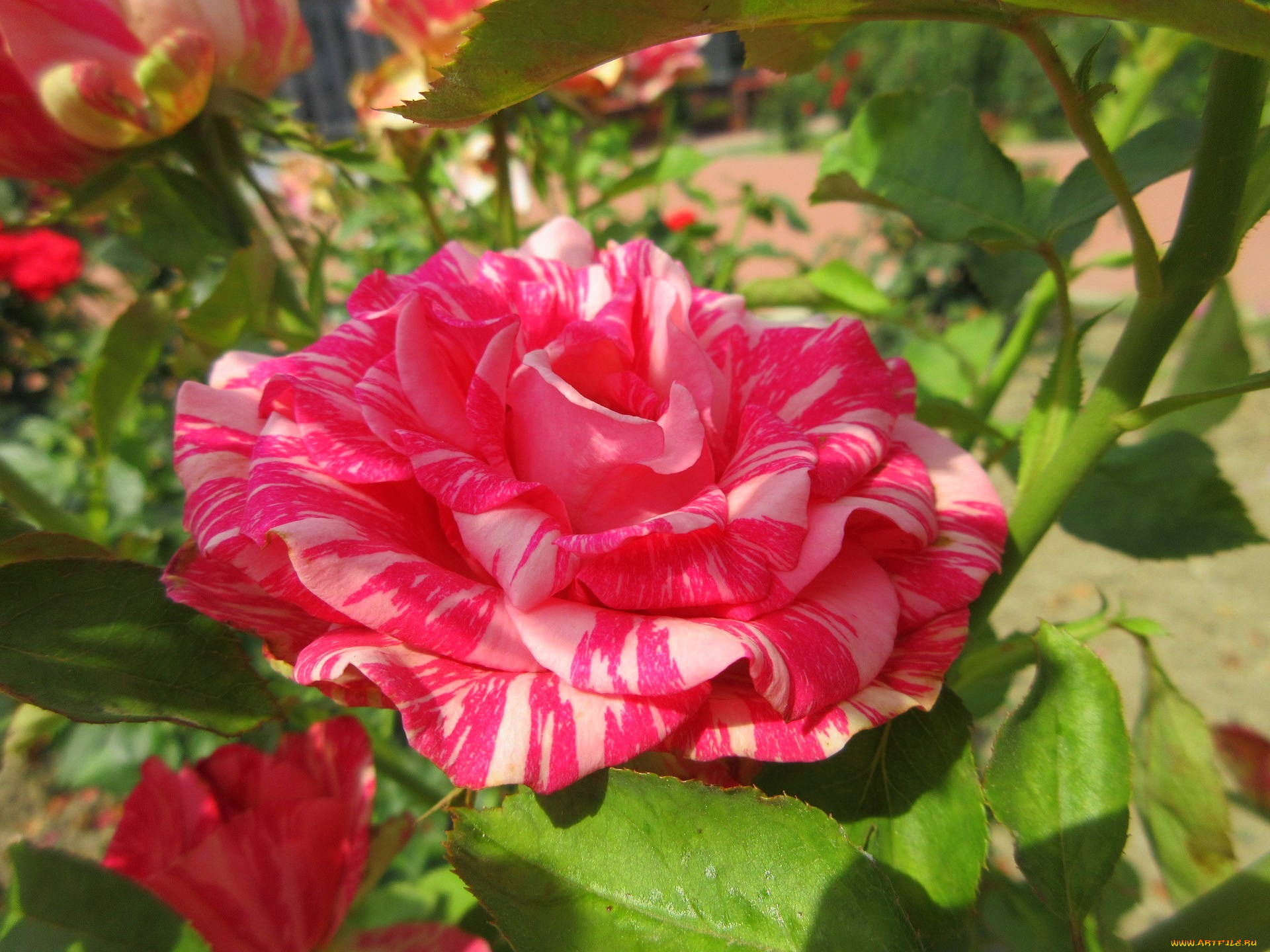 цветы, розы, розовая, роза