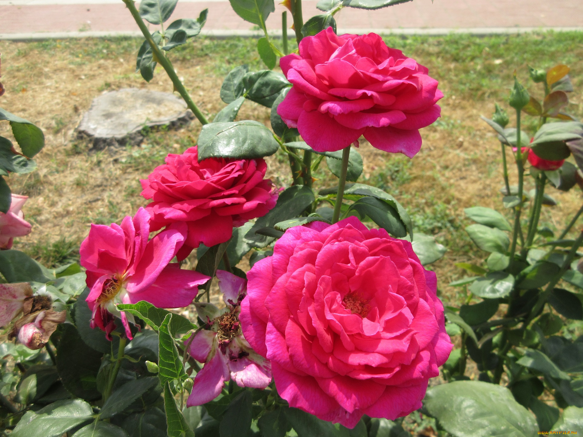 цветы, розы, розовые