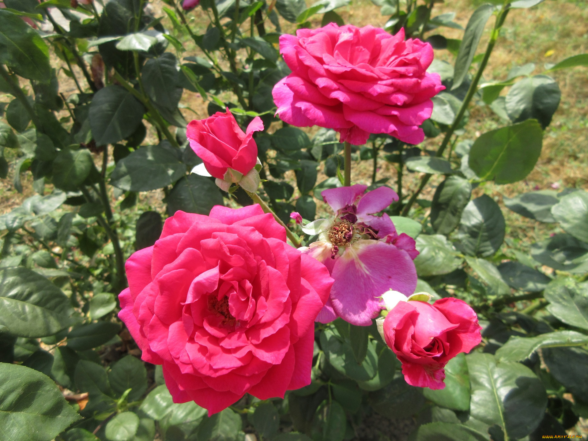 цветы, розы, розовые