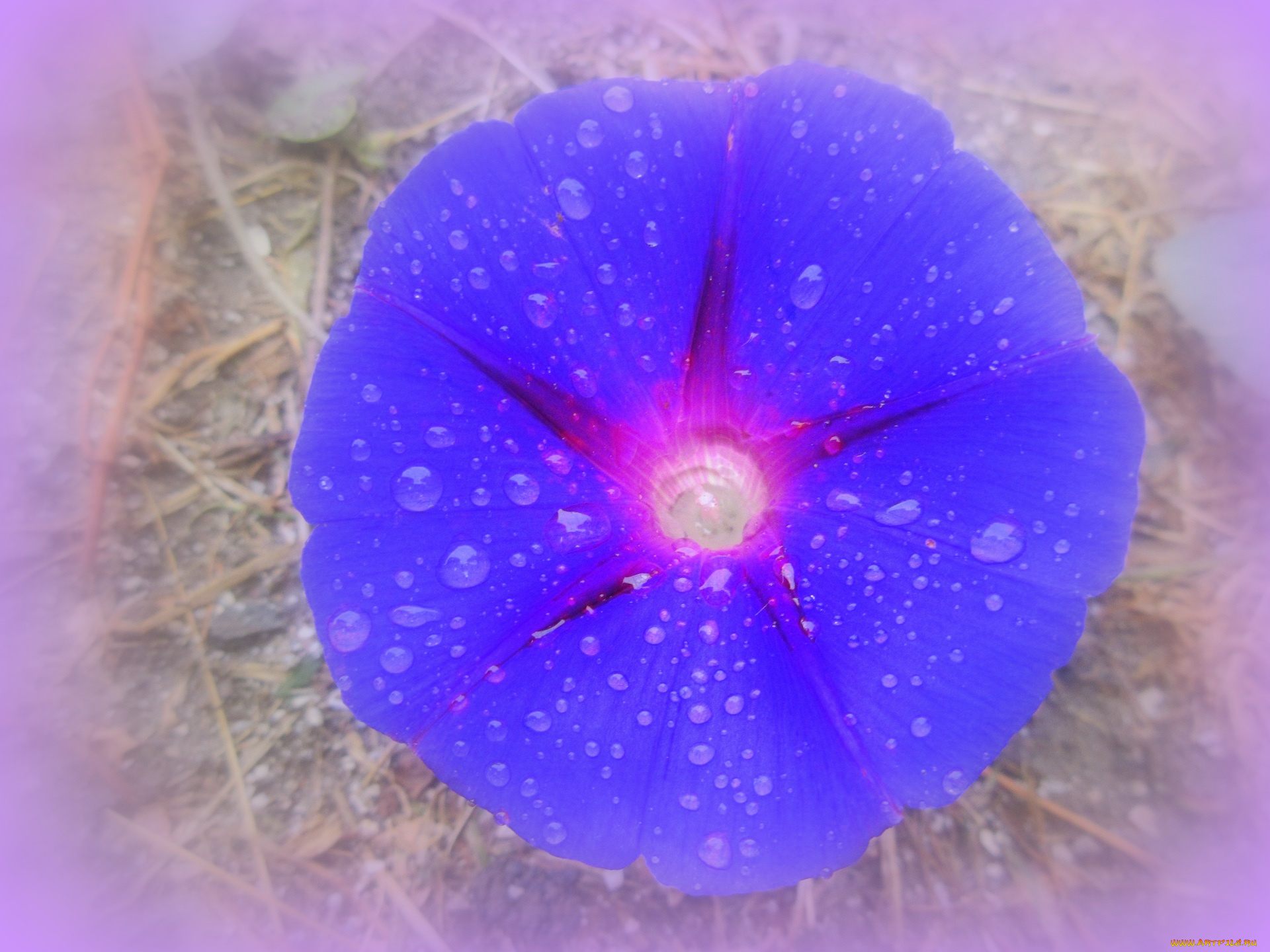 цветы, вьюнки, , ипомеи, вьюнок