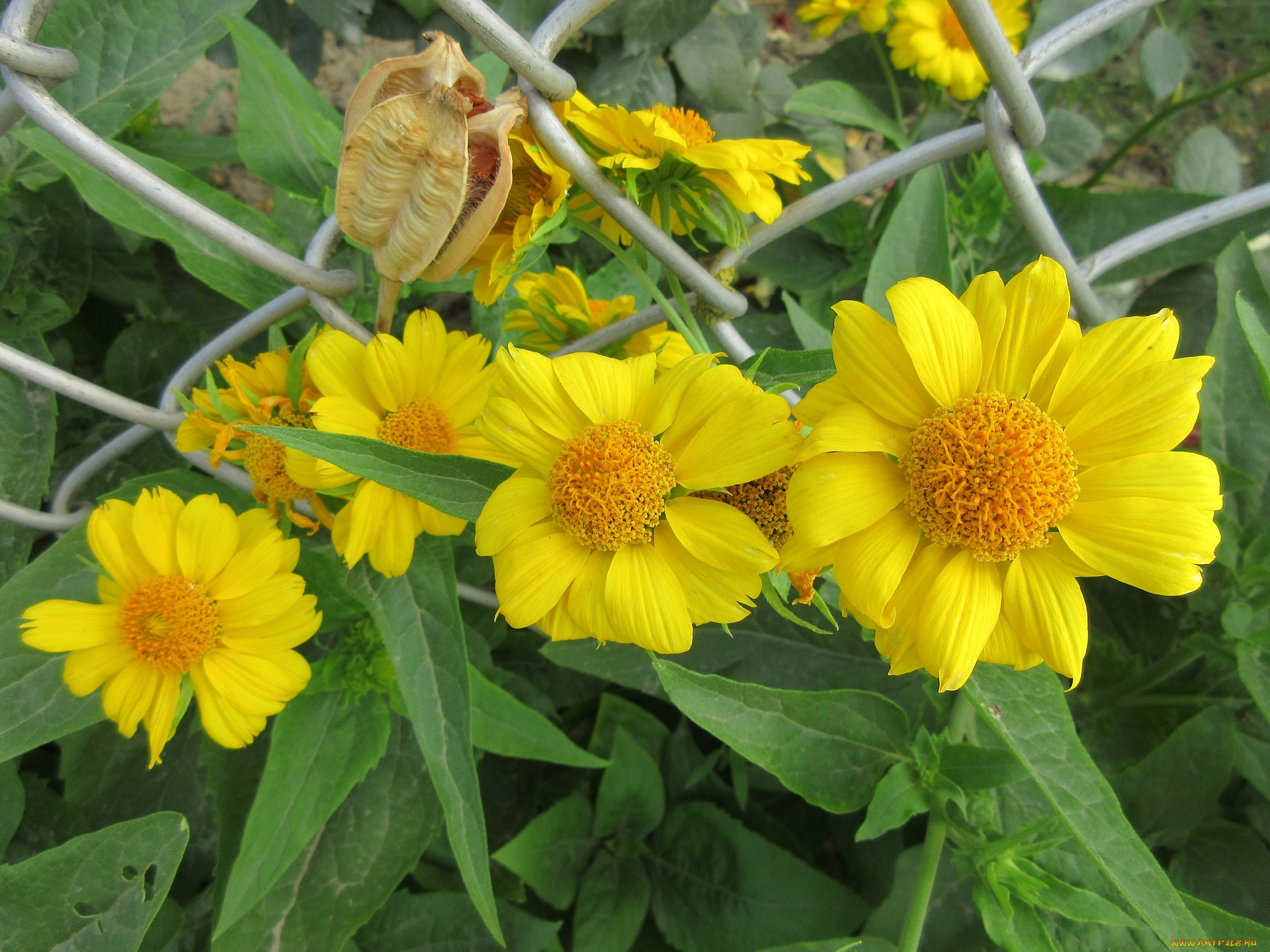 цветы, жёлтые