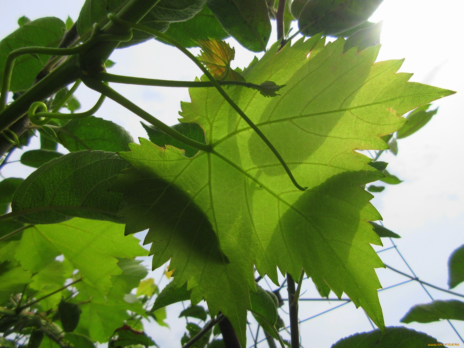 природа, листья