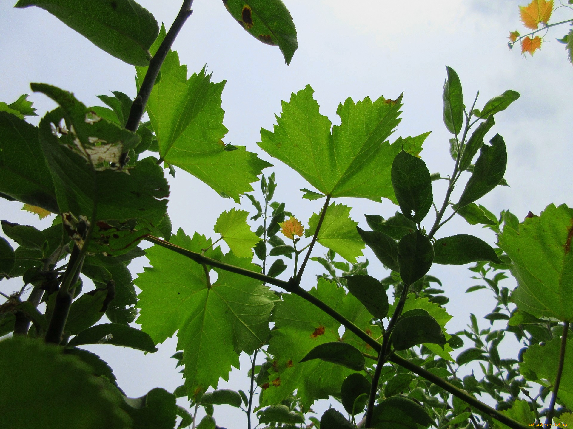 природа, листья, виноград