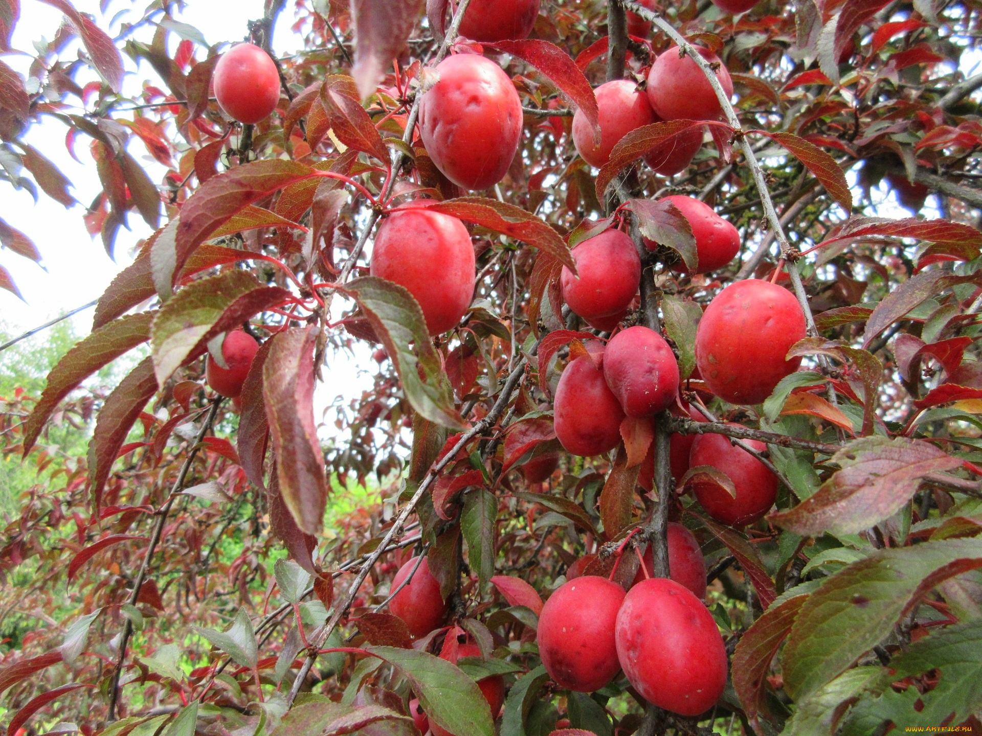 природа, плоды, алыча, красна