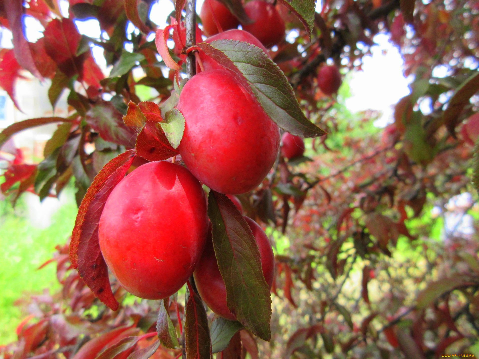 природа, плоды, красна, алыча