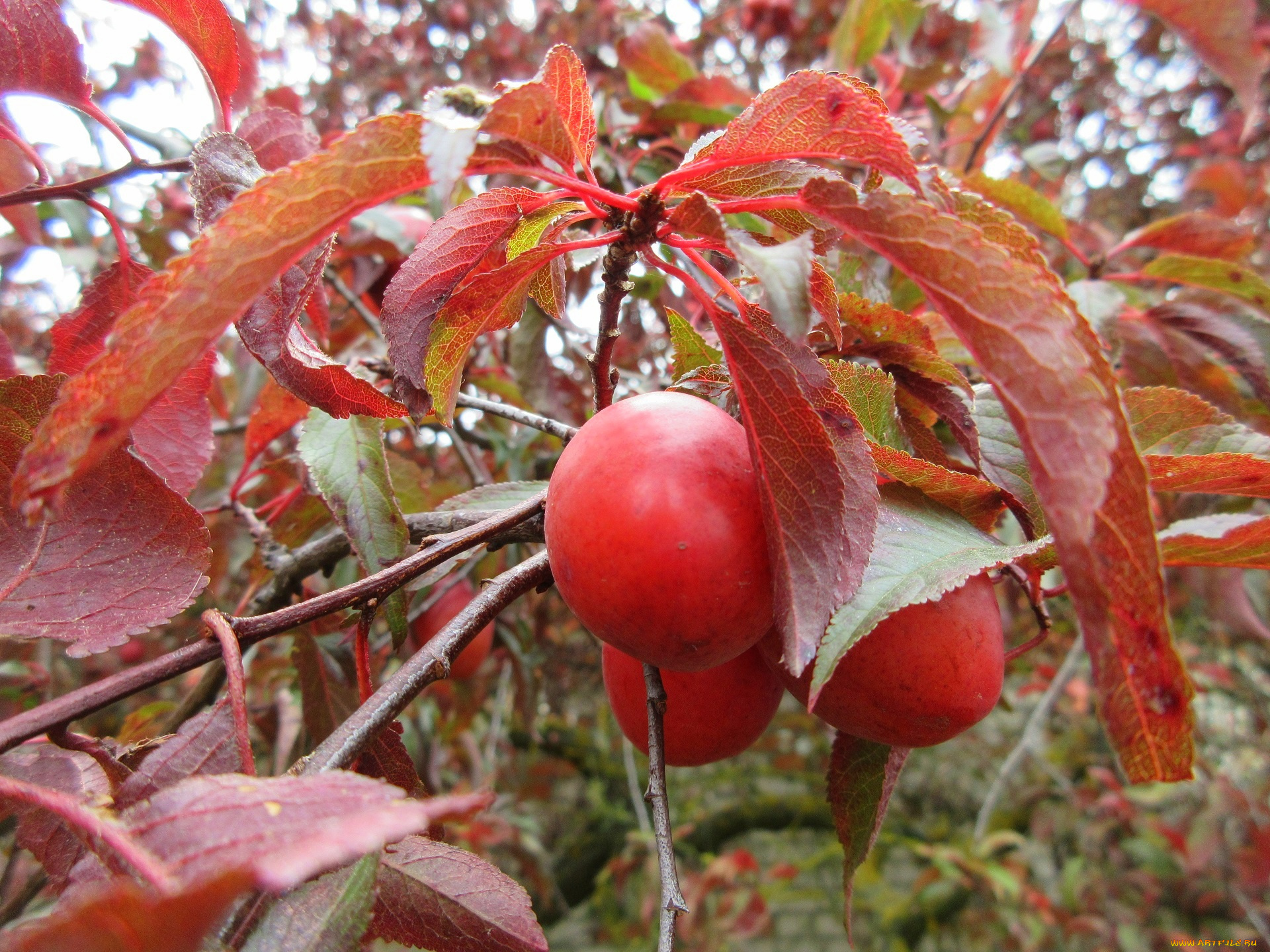 природа, плоды, красная, алыча