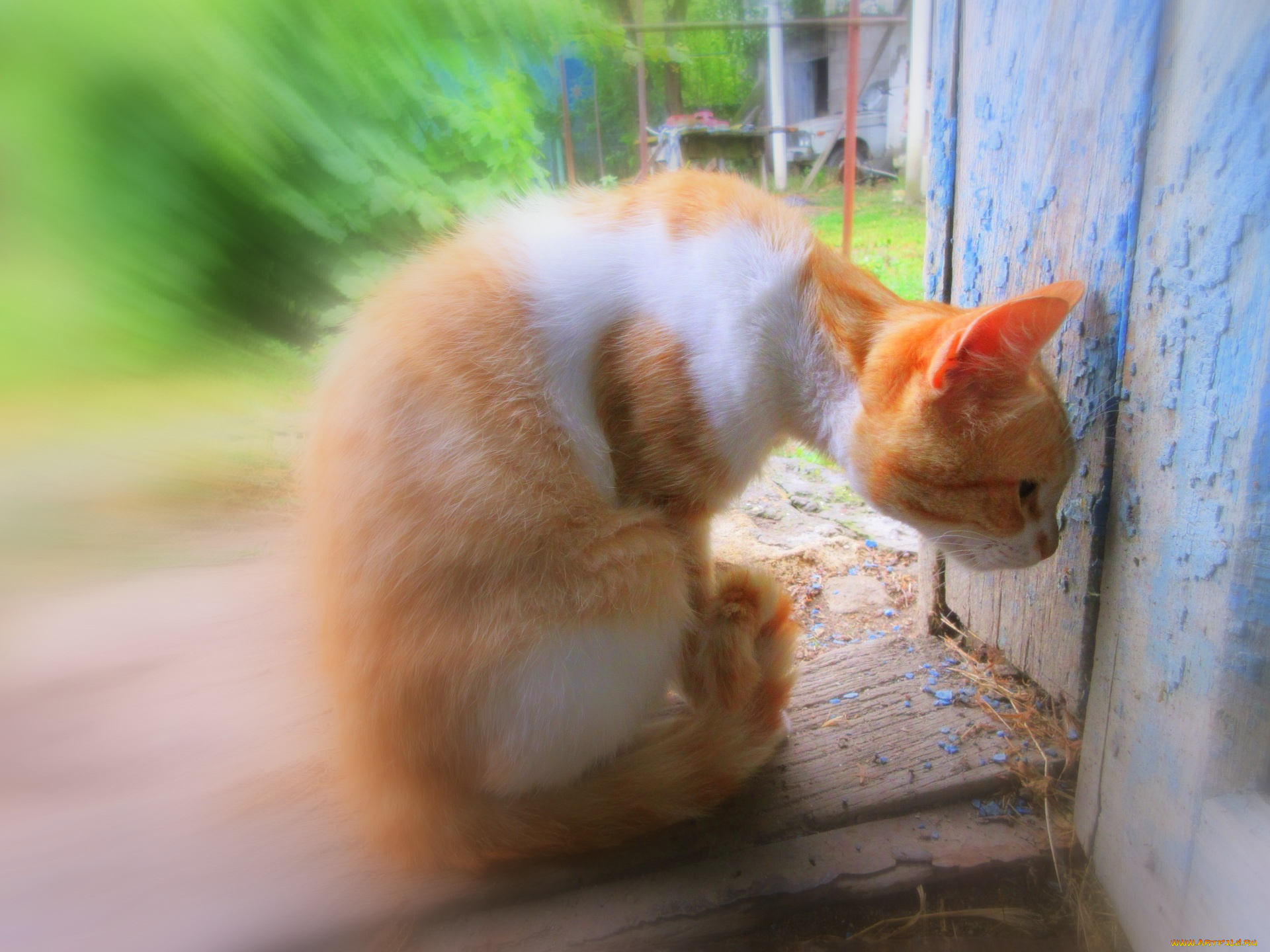 животные, коты, кот