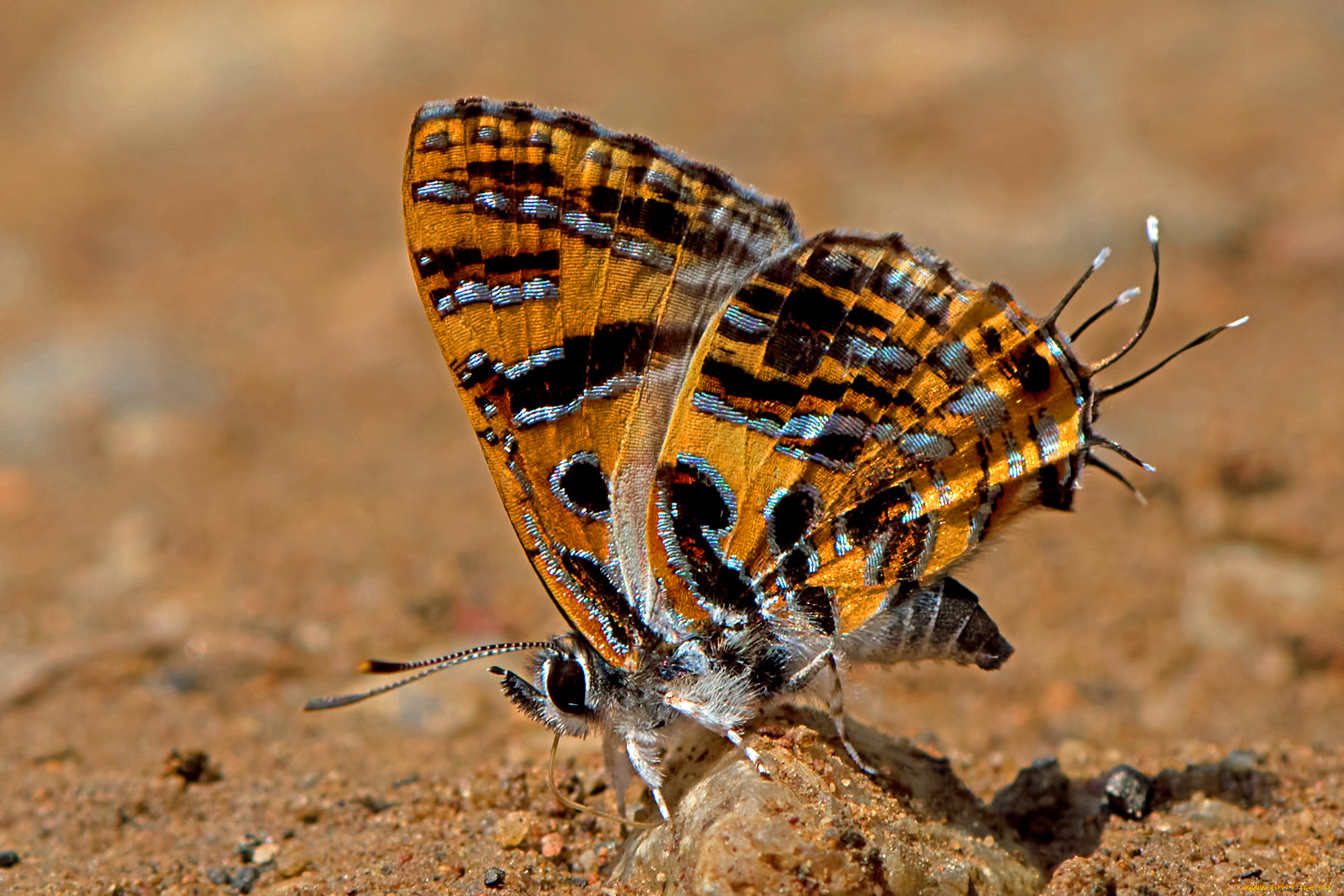 животные, бабочки, , мотыльки, , моли, бабочка