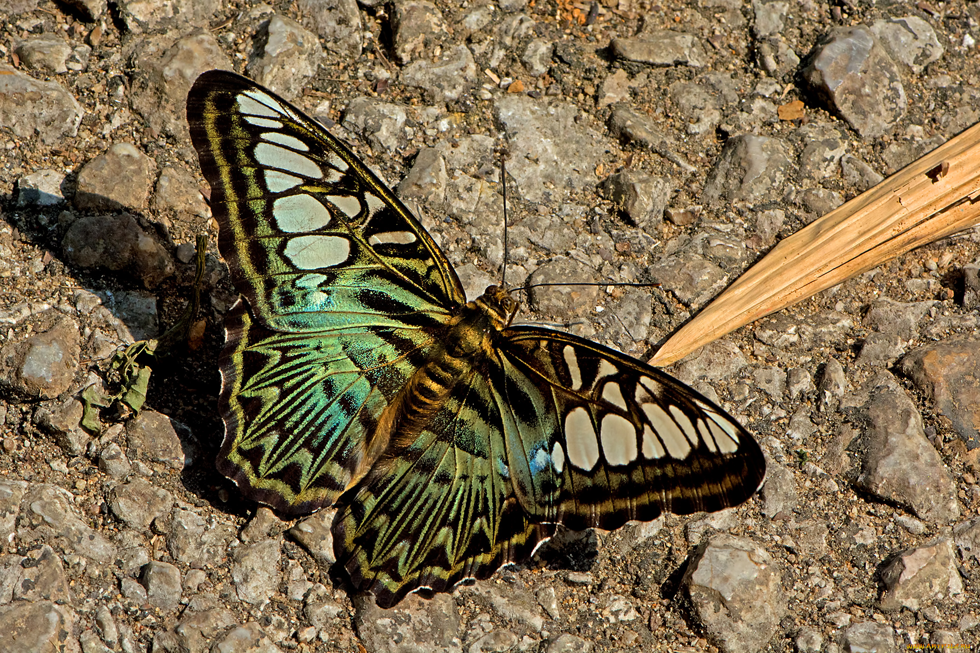 животные, бабочки, , мотыльки, , моли, бабочка