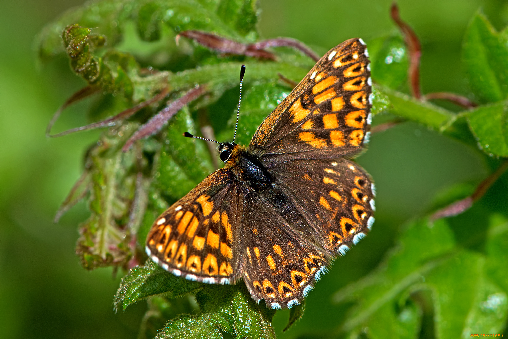 животные, бабочки, , мотыльки, , моли, бабочка