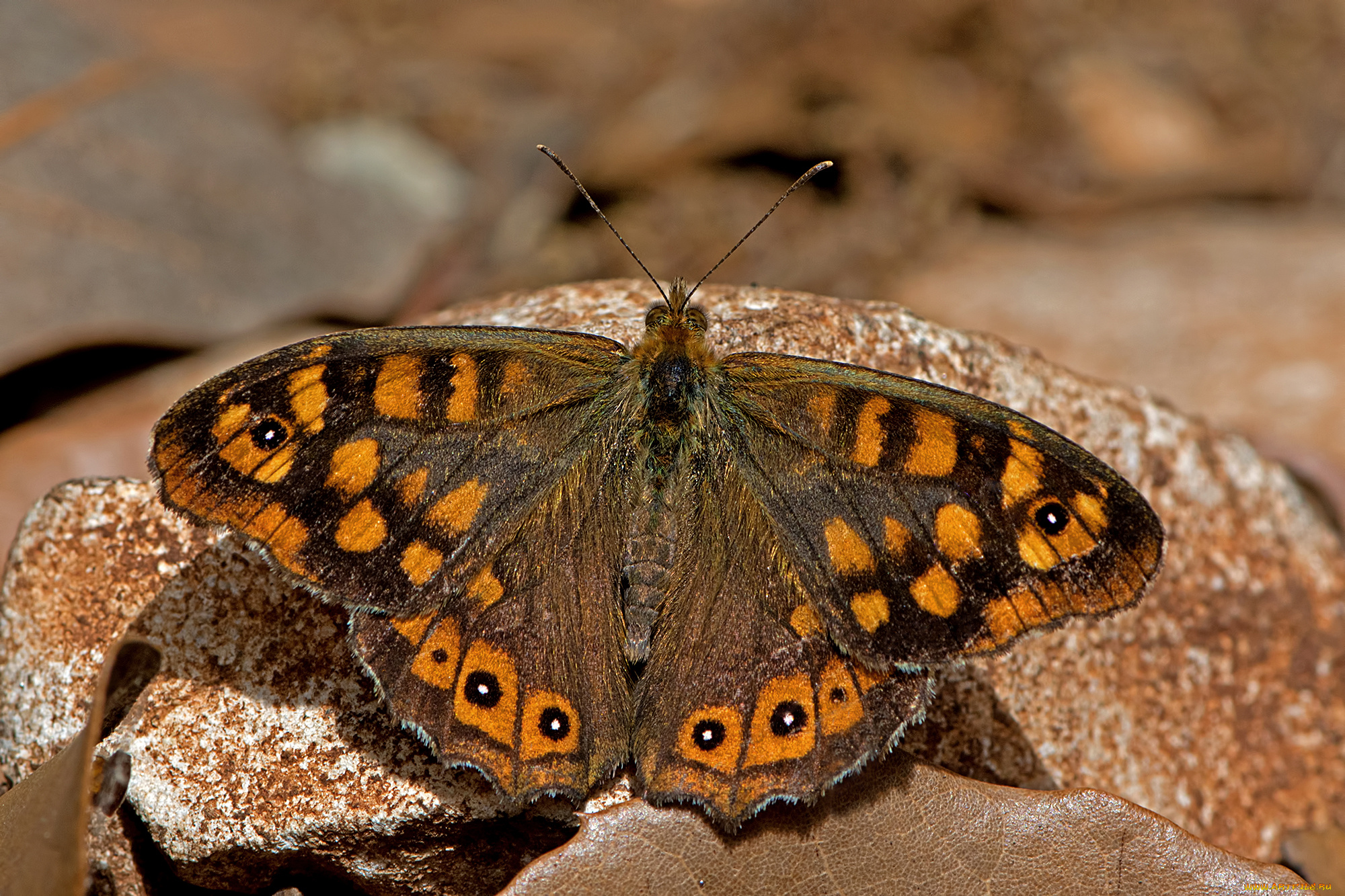 животные, бабочки, , мотыльки, , моли, бабочка