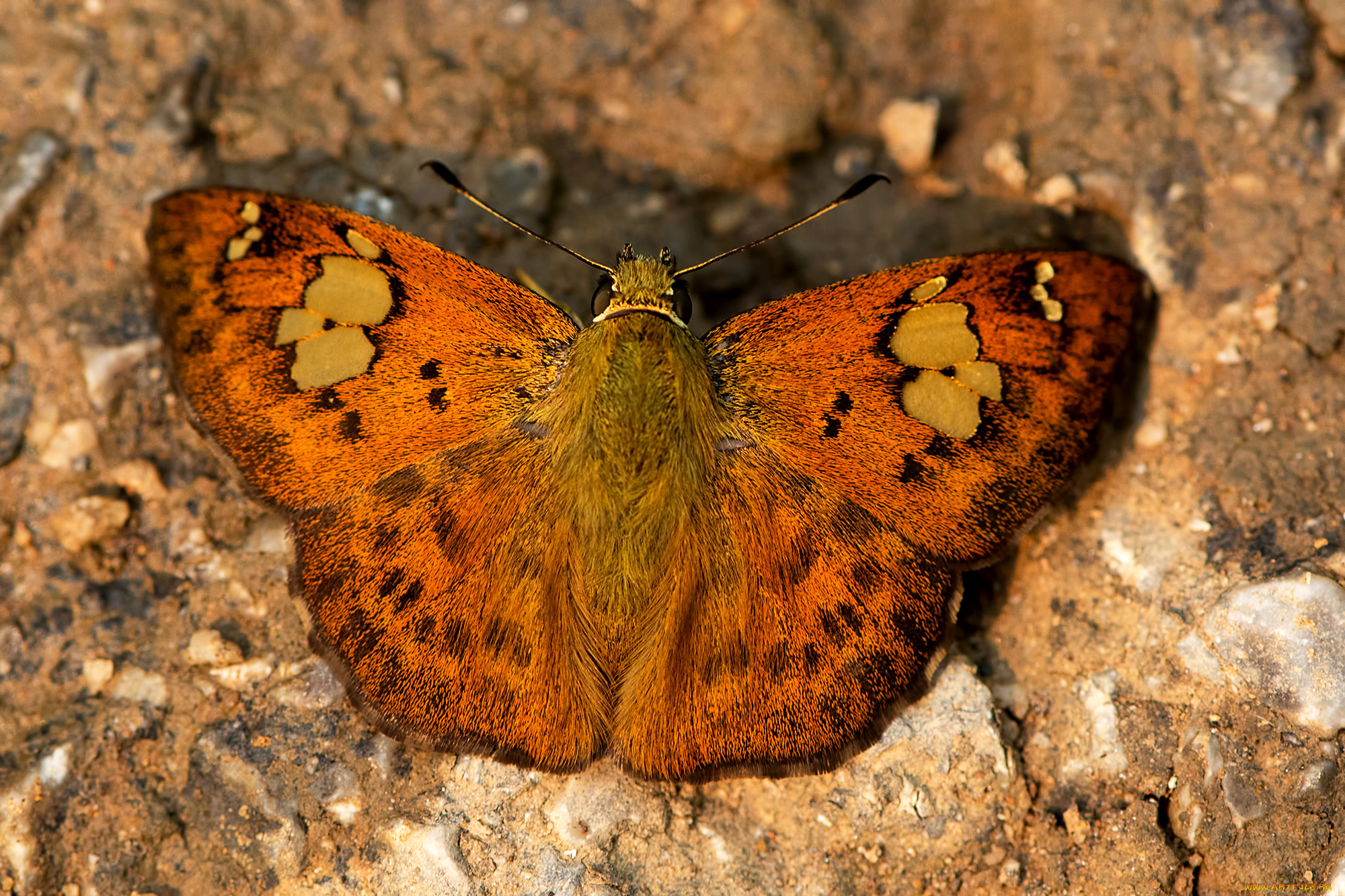 животные, бабочки, , мотыльки, , моли, бабочка