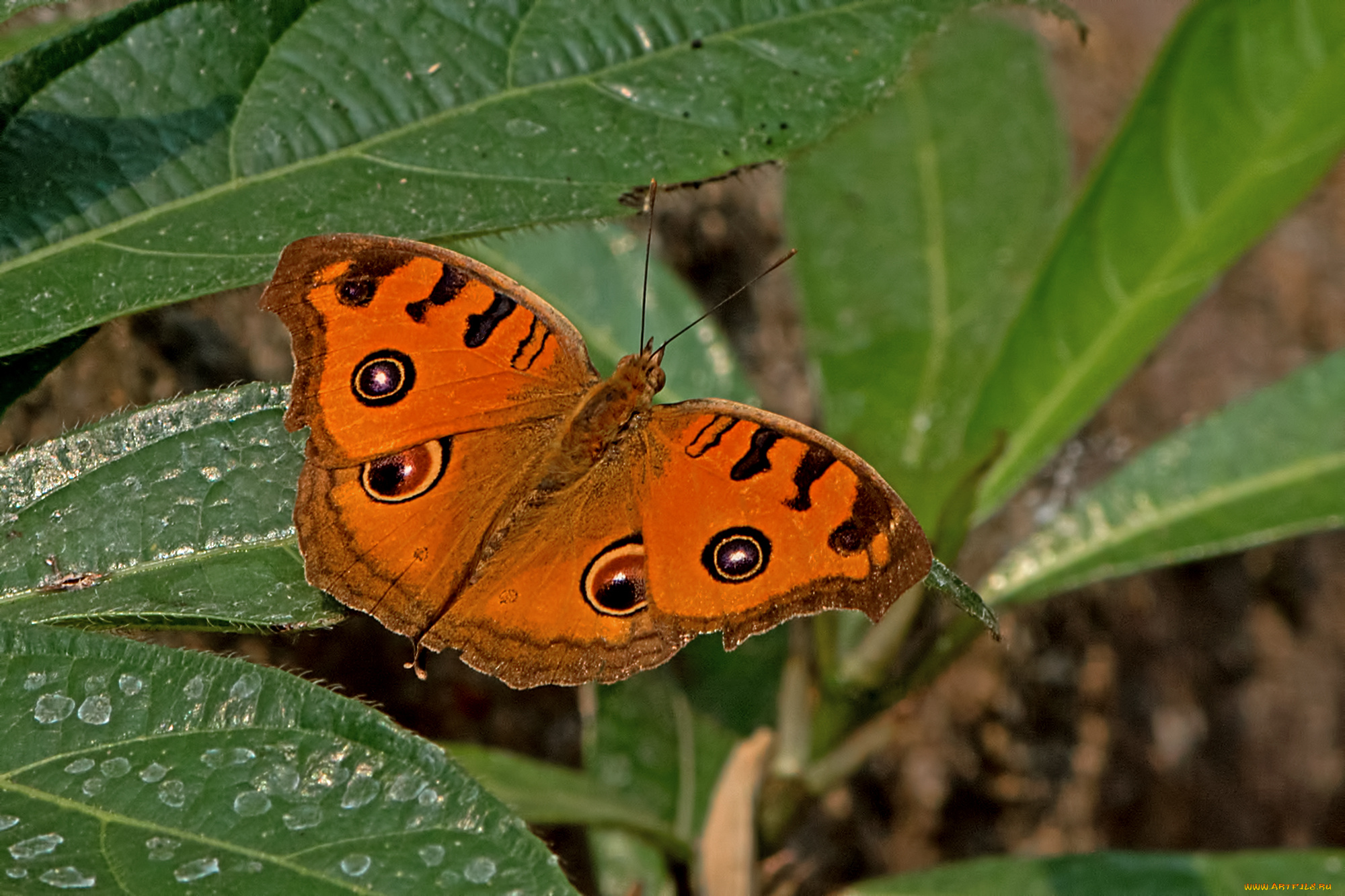 животные, бабочки, , мотыльки, , моли, бабочка