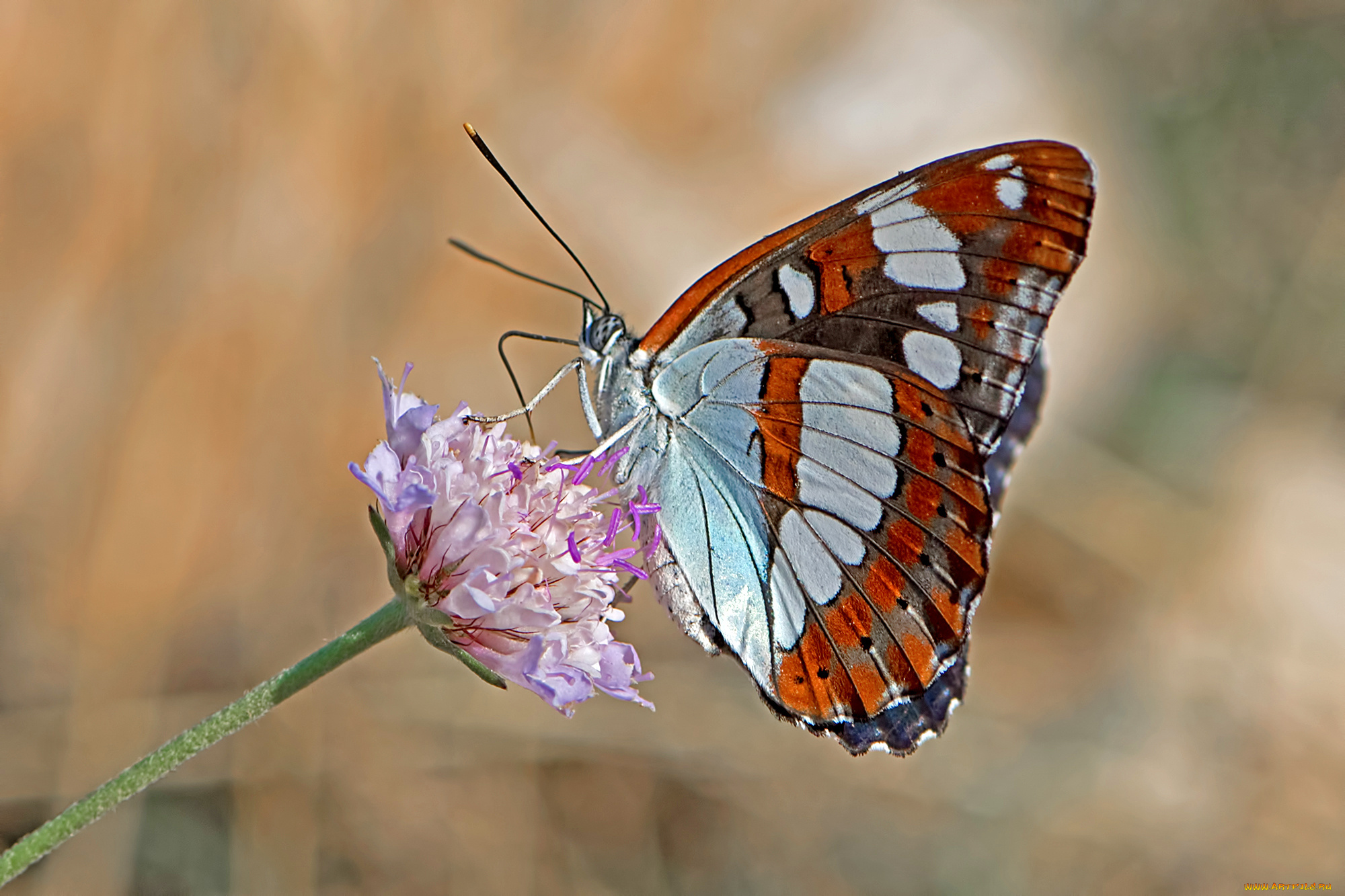 животные, бабочки, , мотыльки, , моли, бабочка