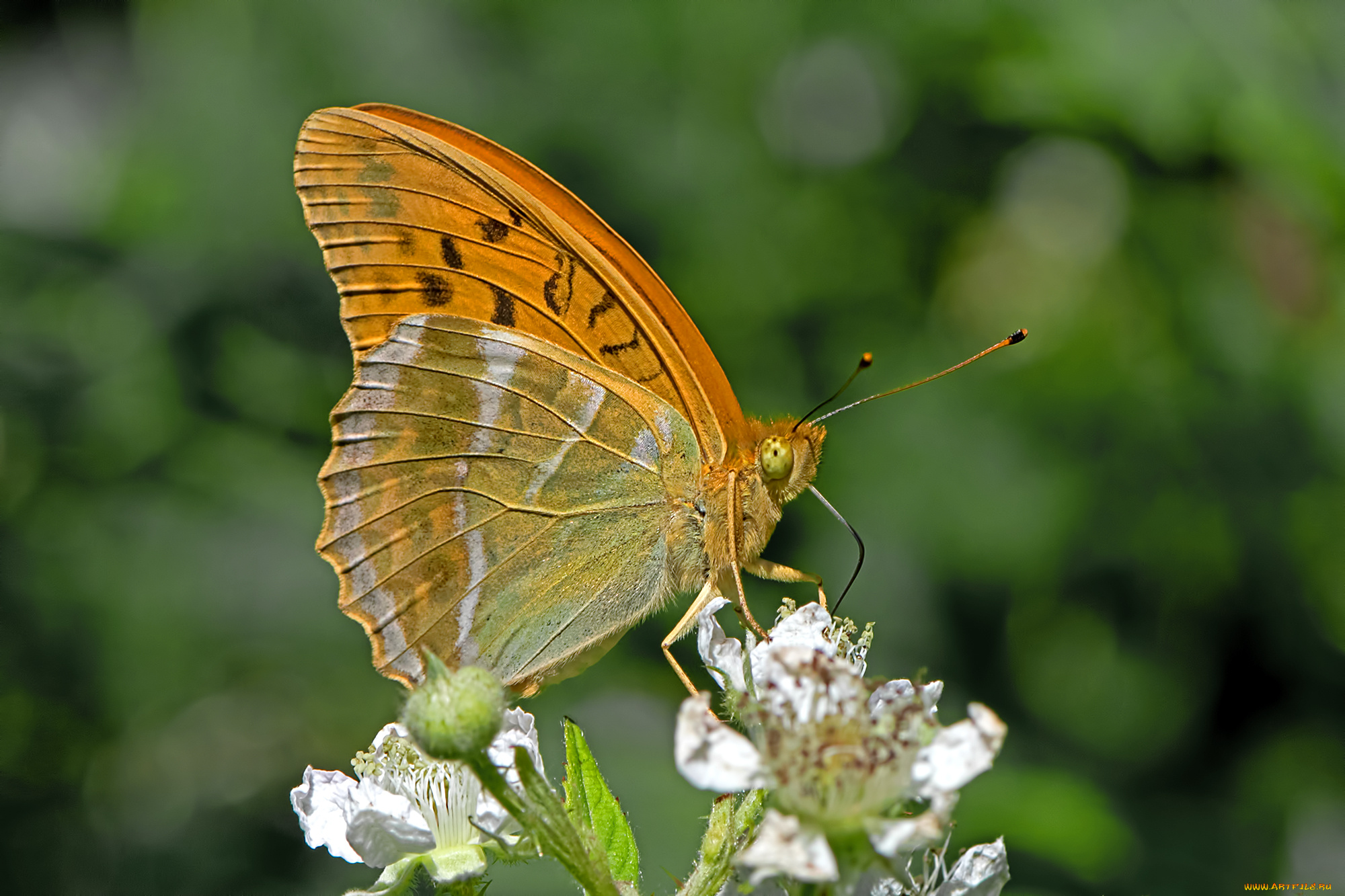 животные, бабочки, , мотыльки, , моли, бабочка
