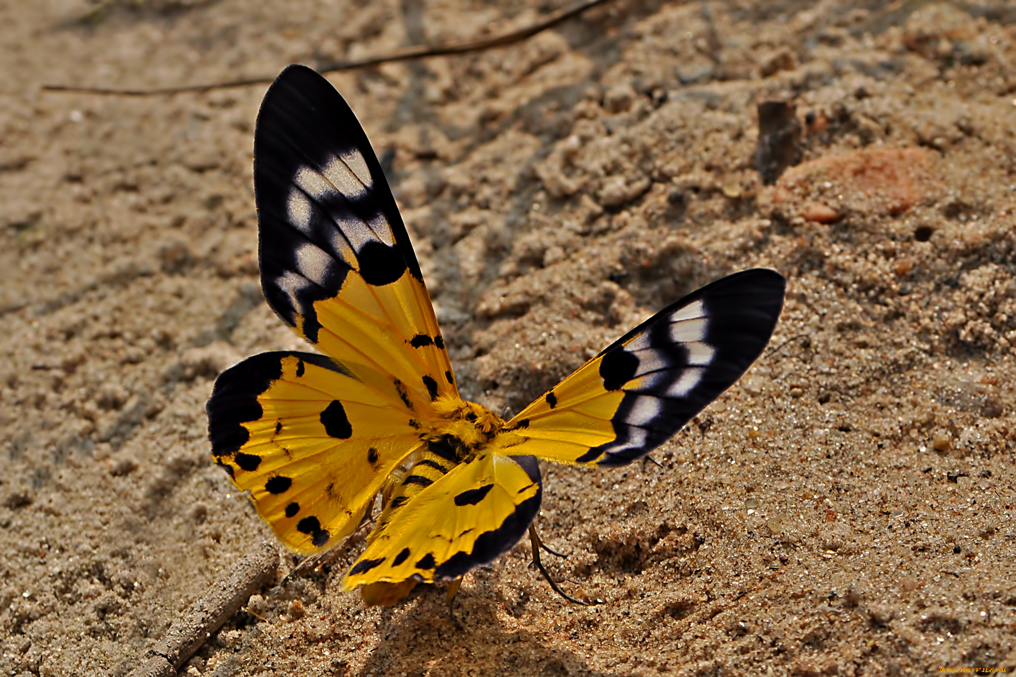 животные, бабочки, , мотыльки, , моли, бабочка