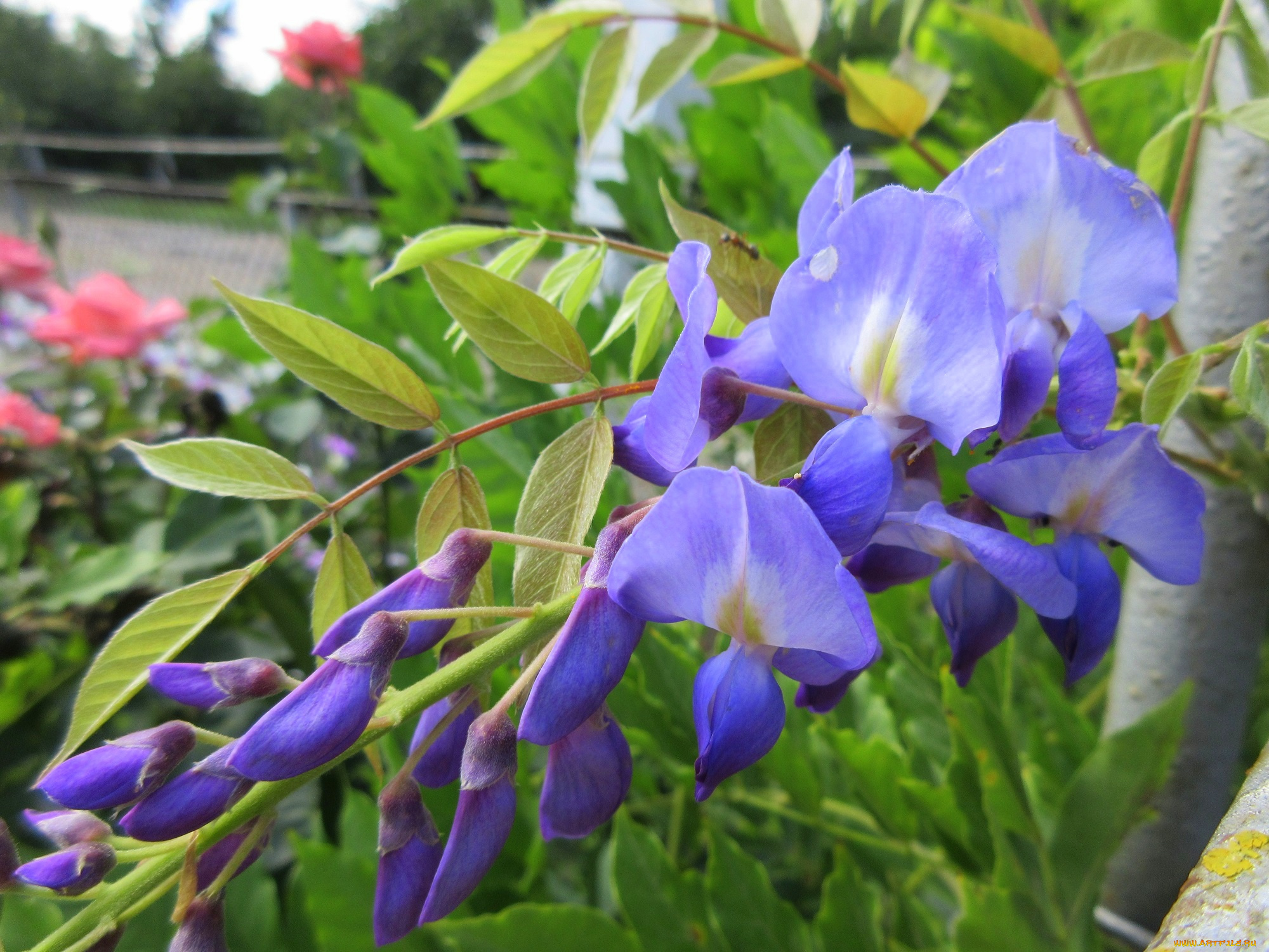 цветы, глициния, листья