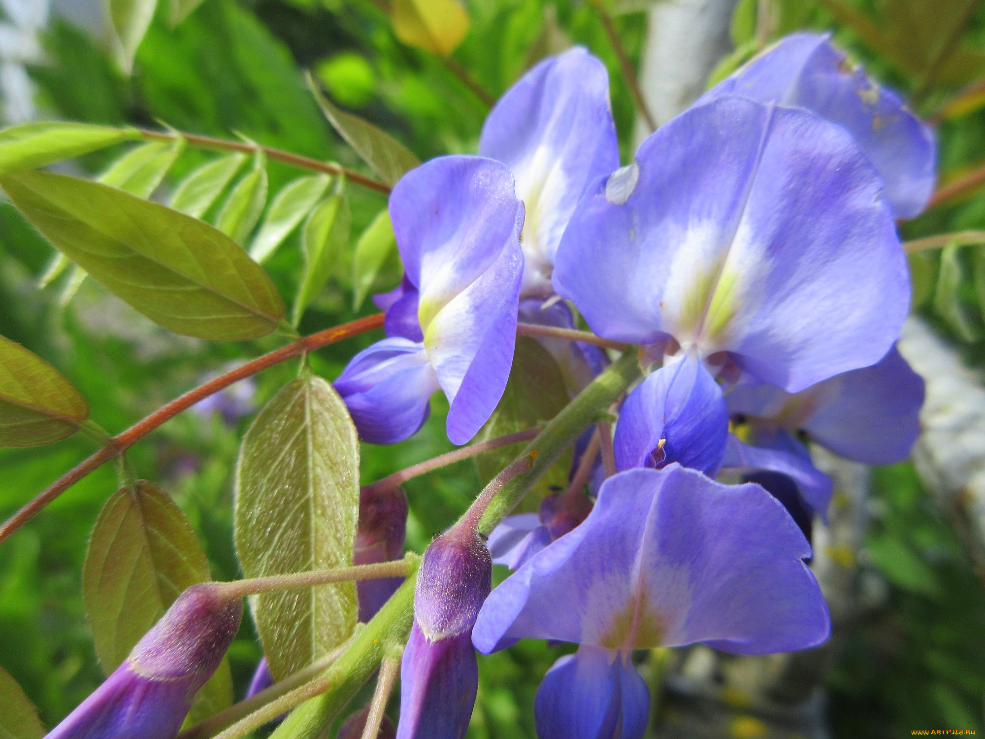 цветы, глициния, листья