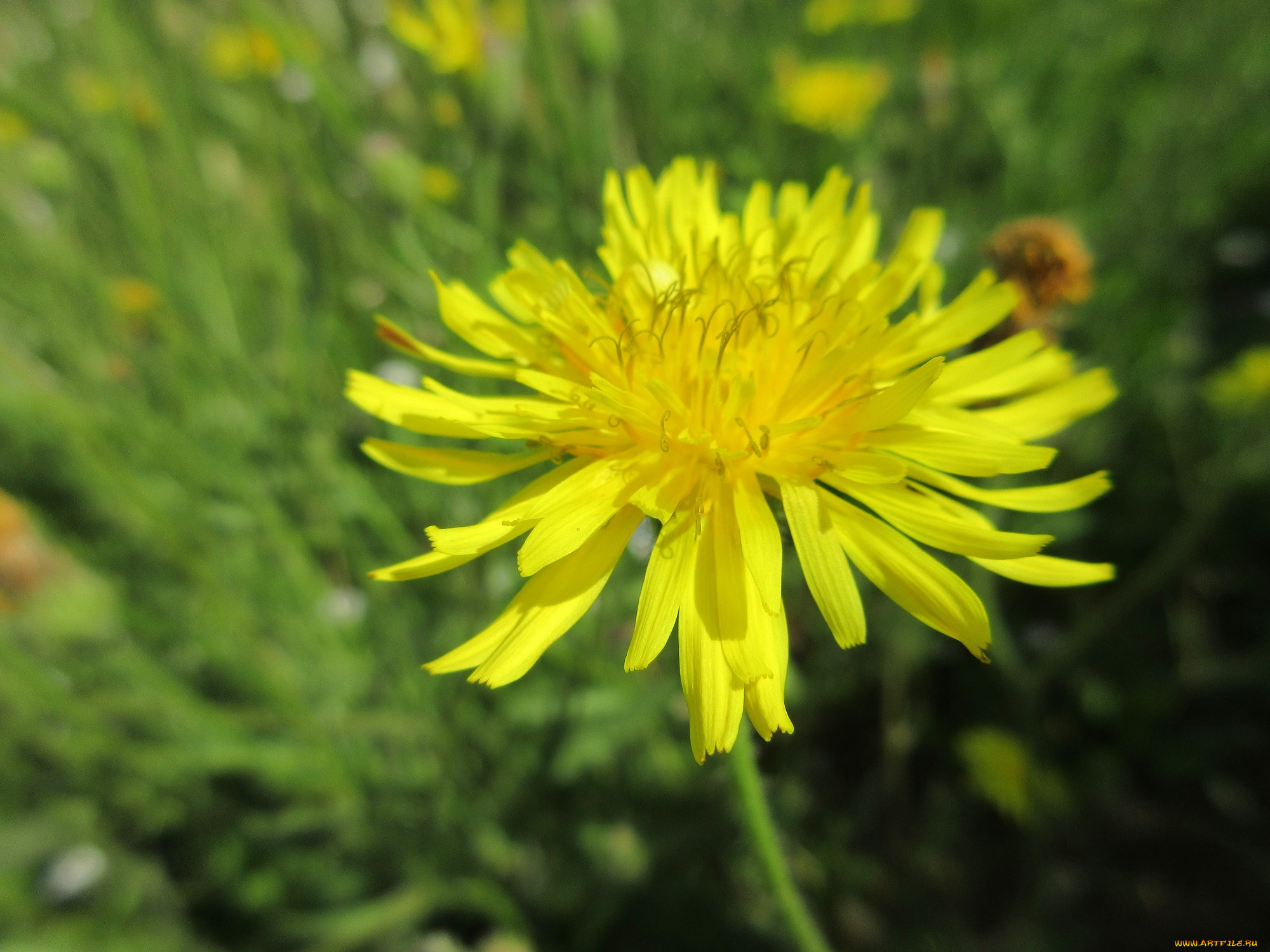 цветы, одуванчики, макро, одуванчик
