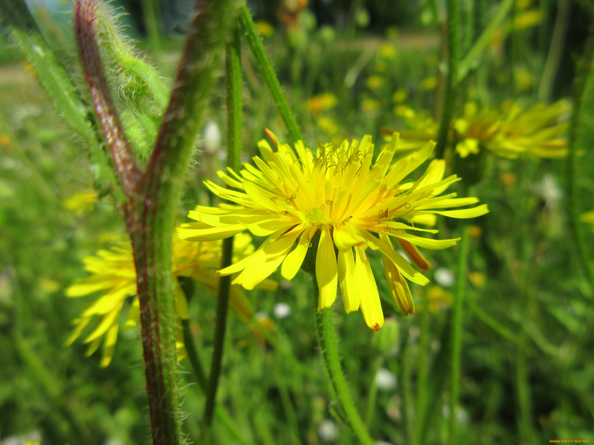 цветы, одуванчики, одуванчик