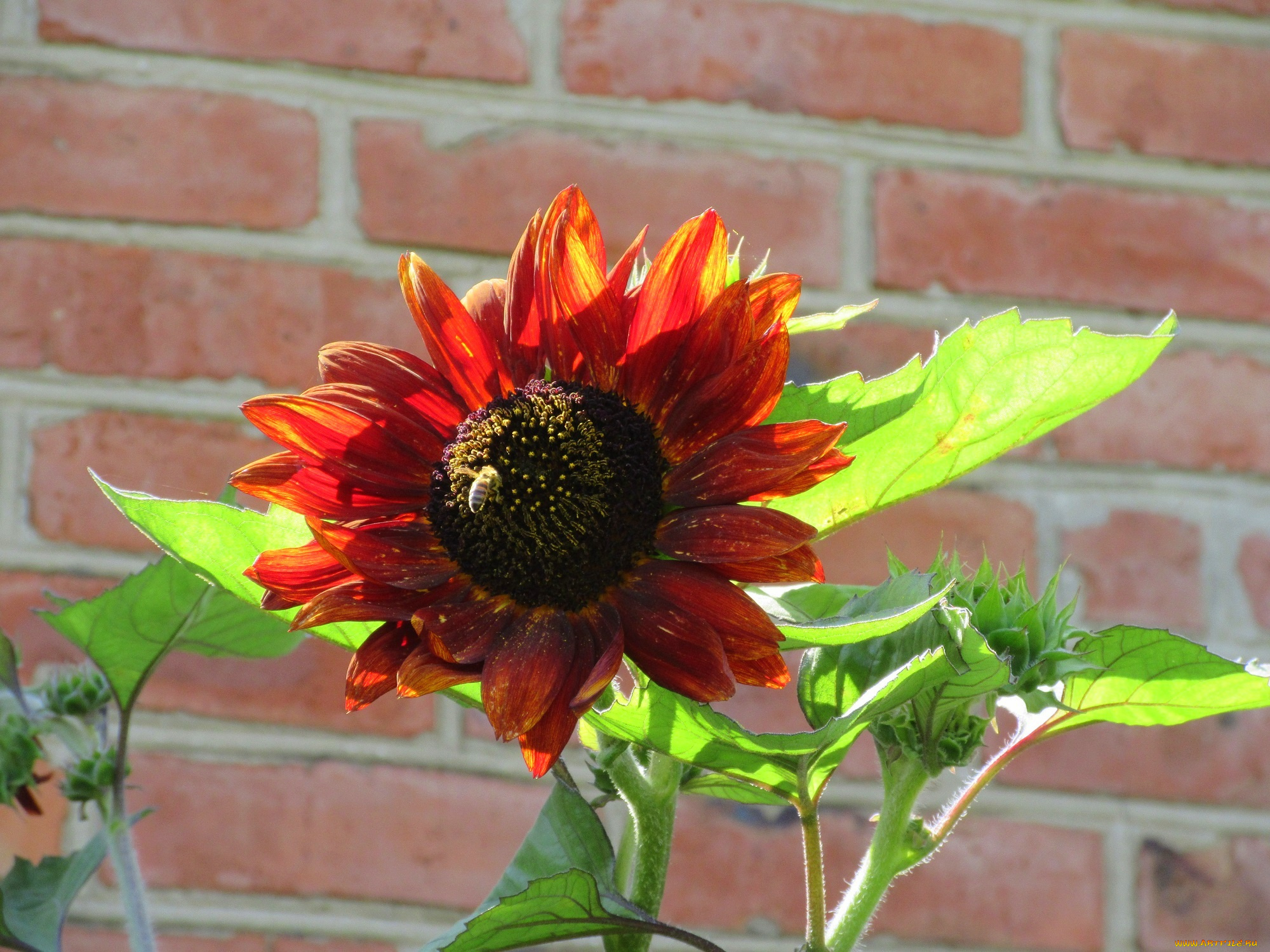 цветы, подсолнухи, цветок, подсолнух