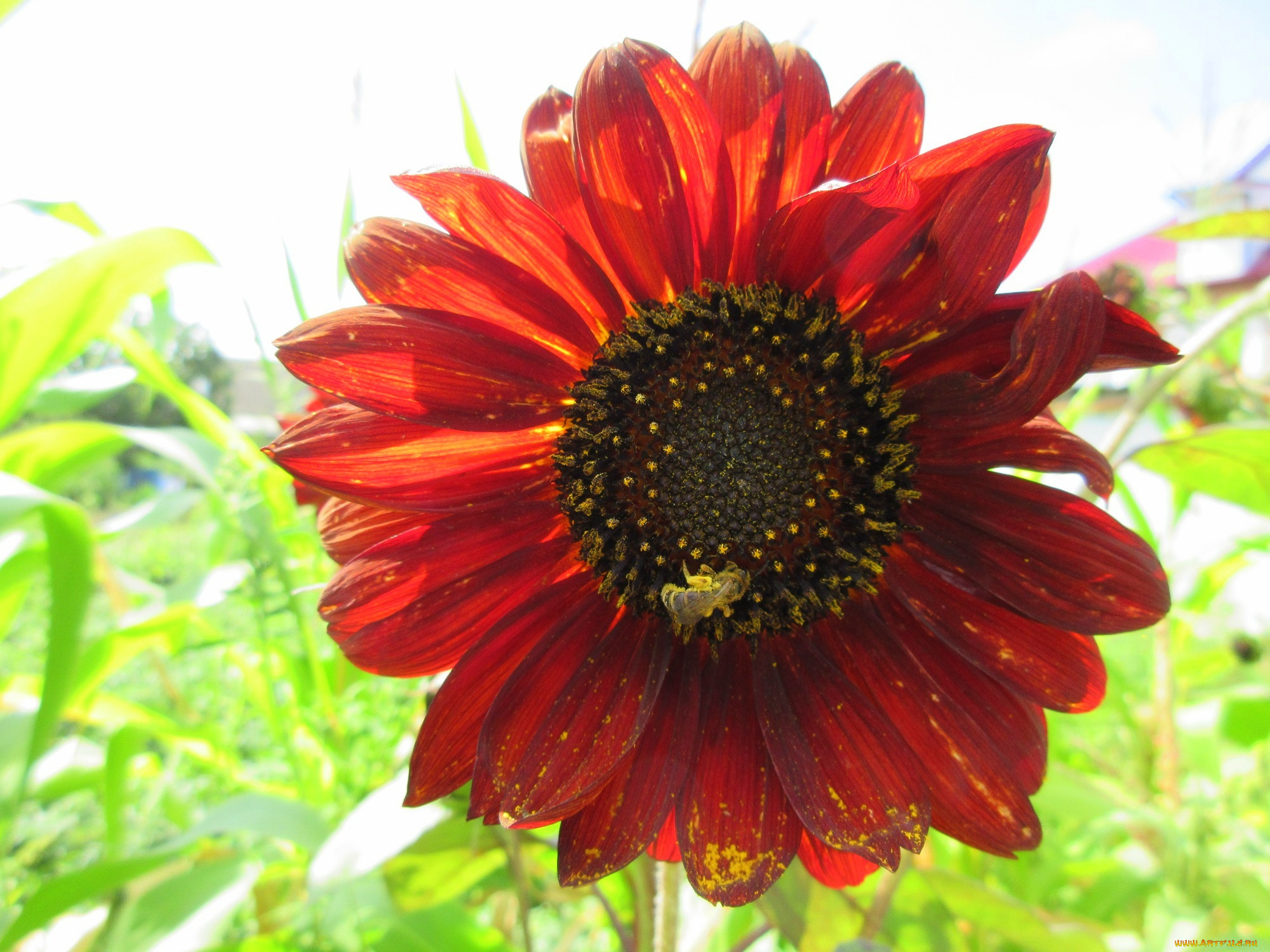 цветы, подсолнухи, цветок, подсолнух