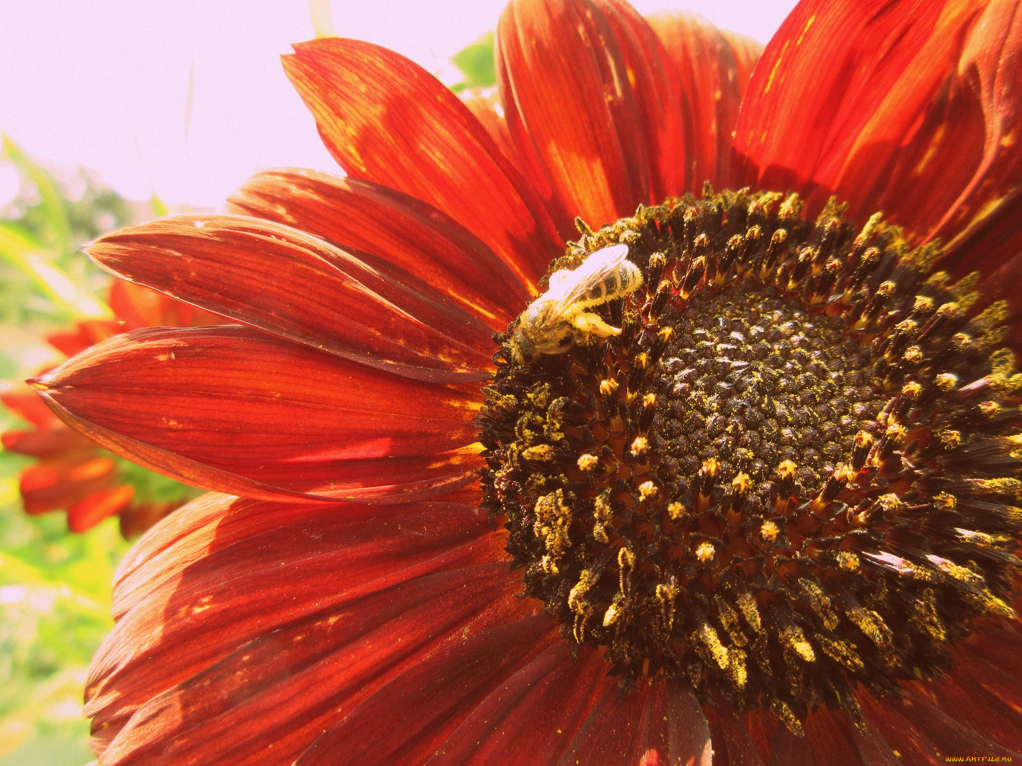 цветы, подсолнухи, подсолнух