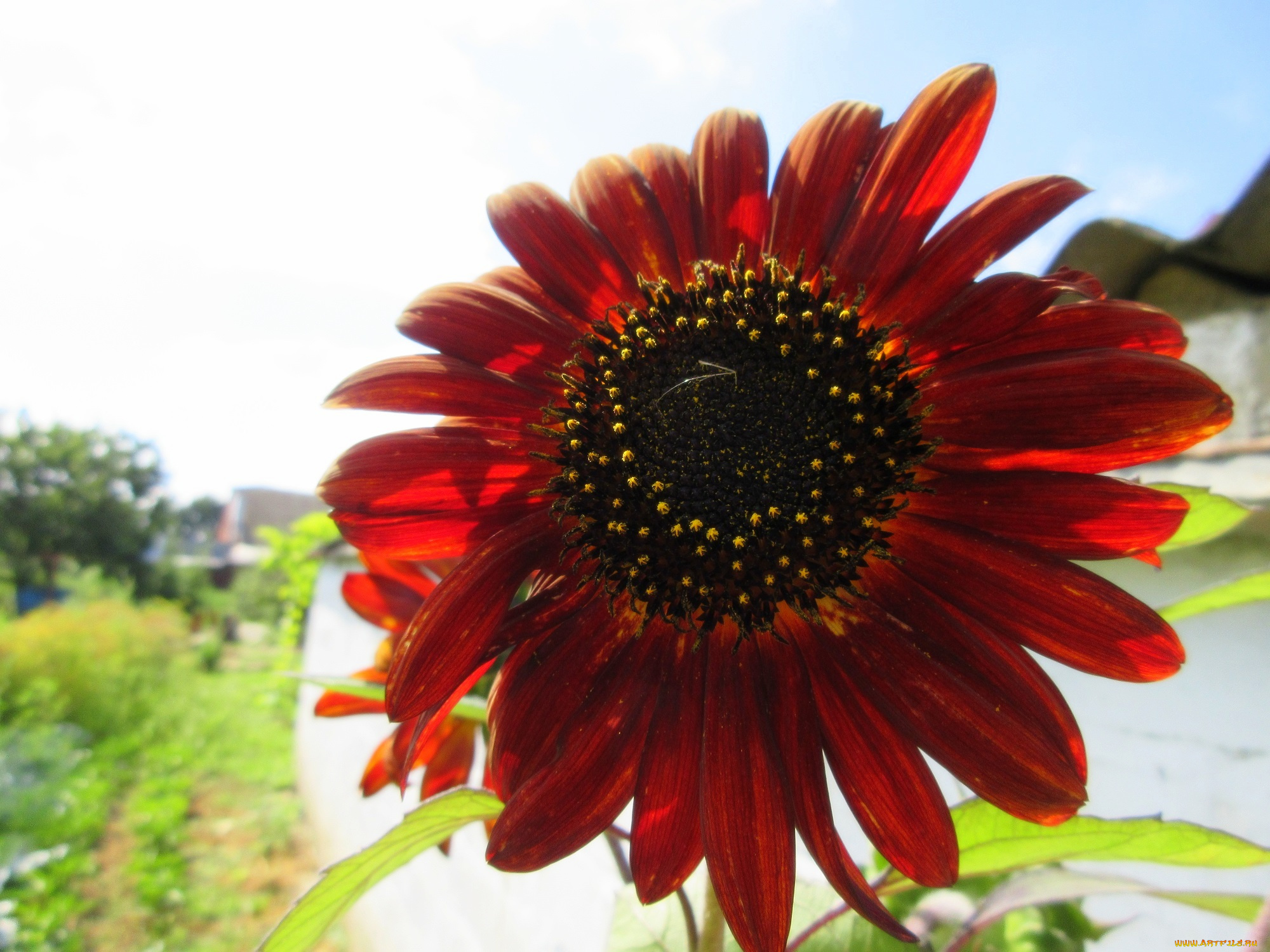 цветы, подсолнухи, подсолнух, цветок