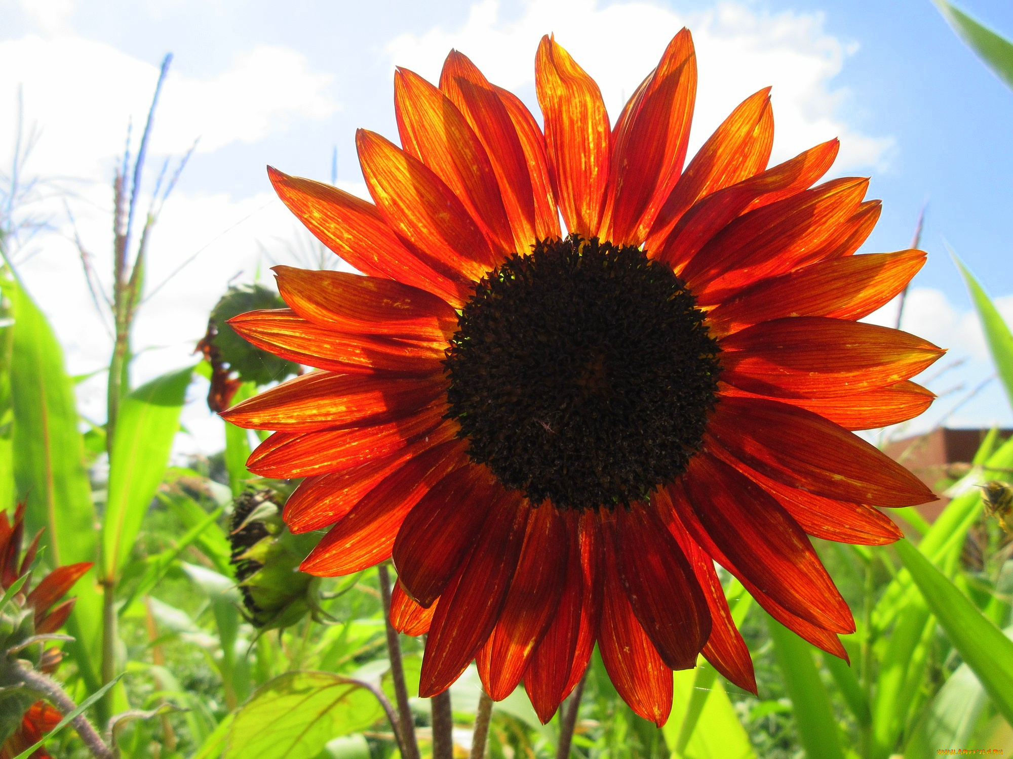 цветы, подсолнухи, подсолнух, цветок