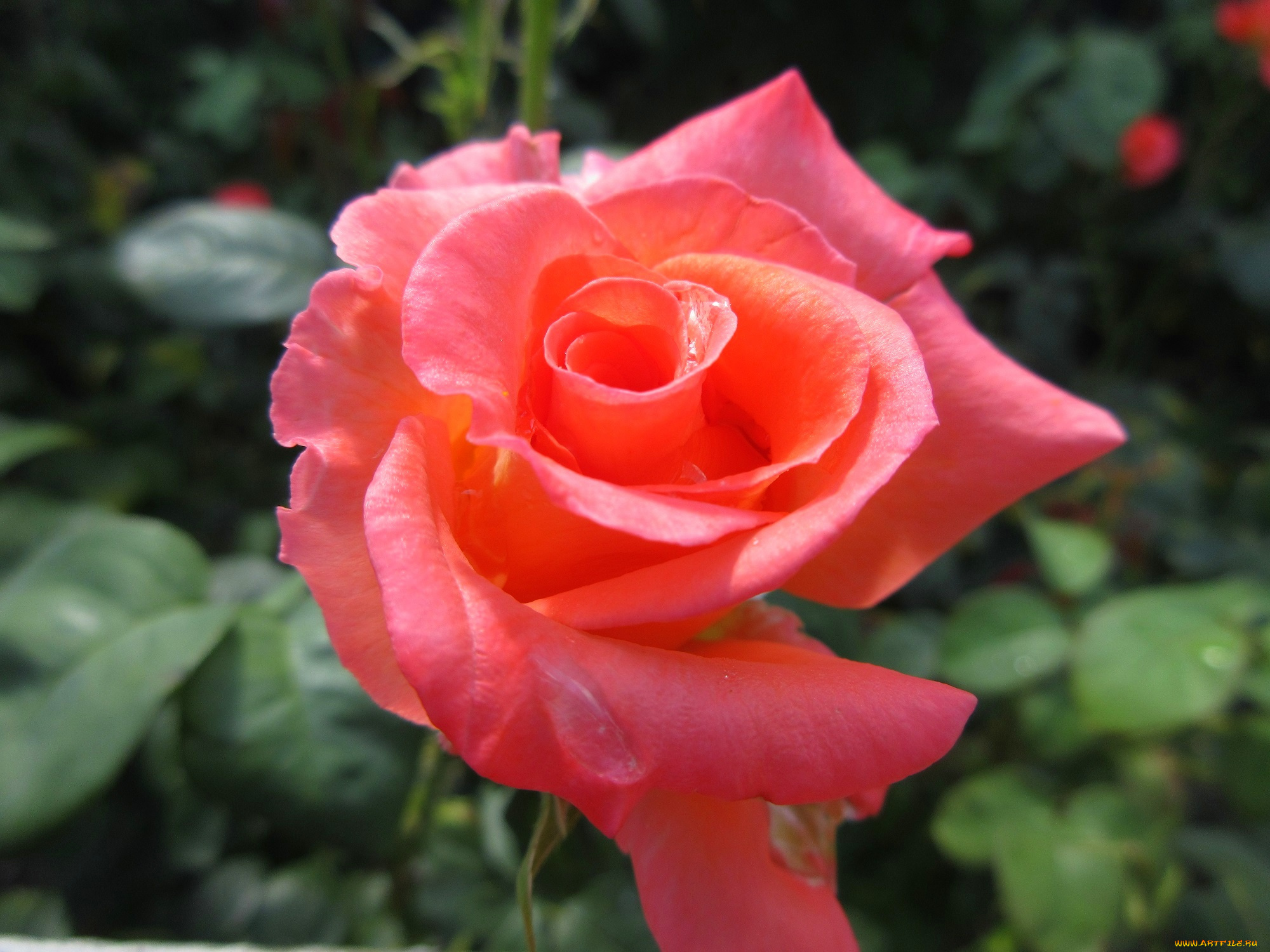 цветы, розы, оранжевая, роза