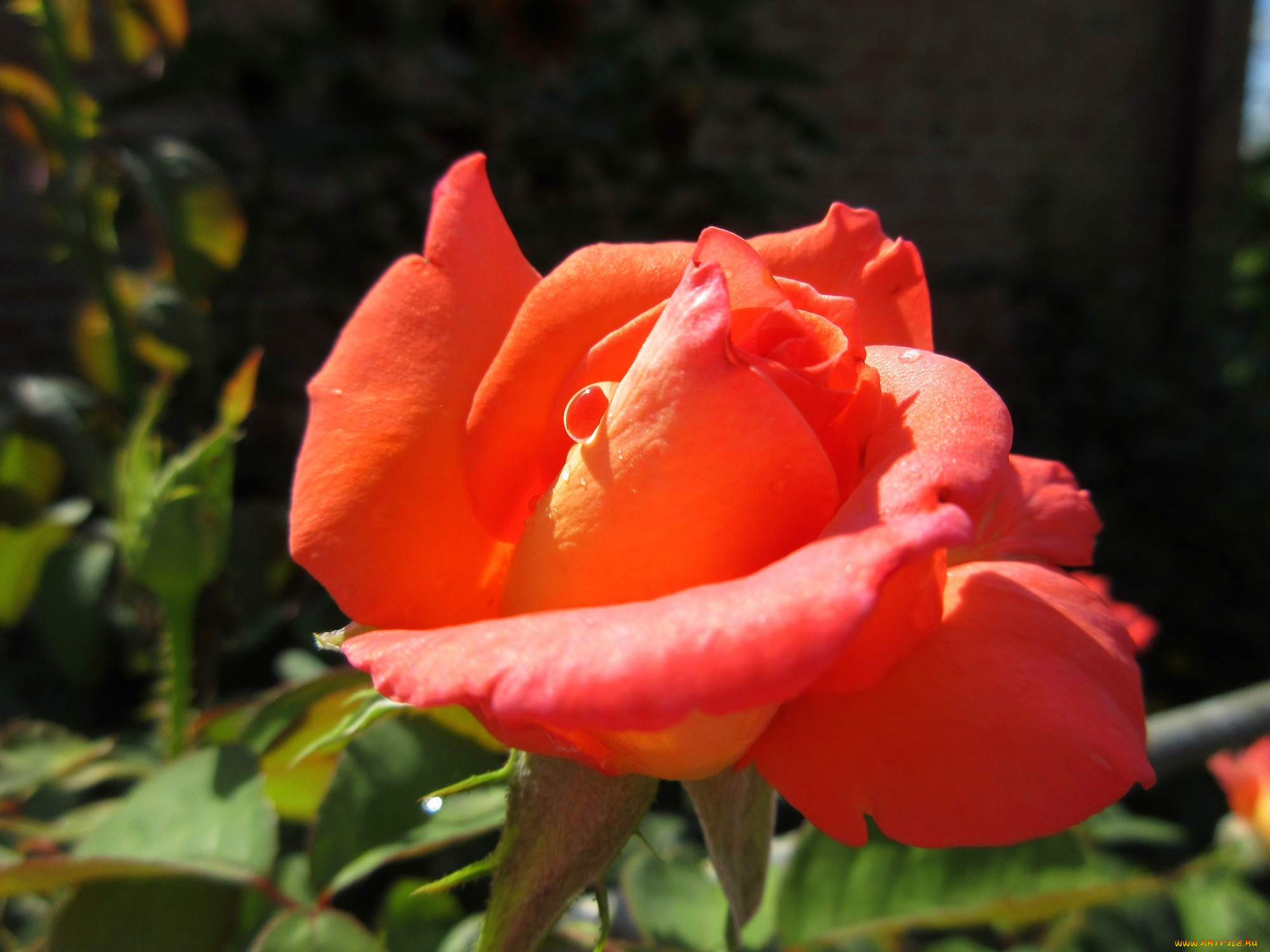 цветы, розы, оранжевая, роза