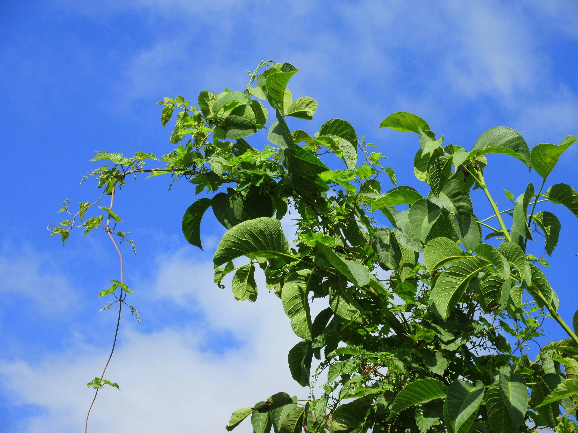 природа, листья