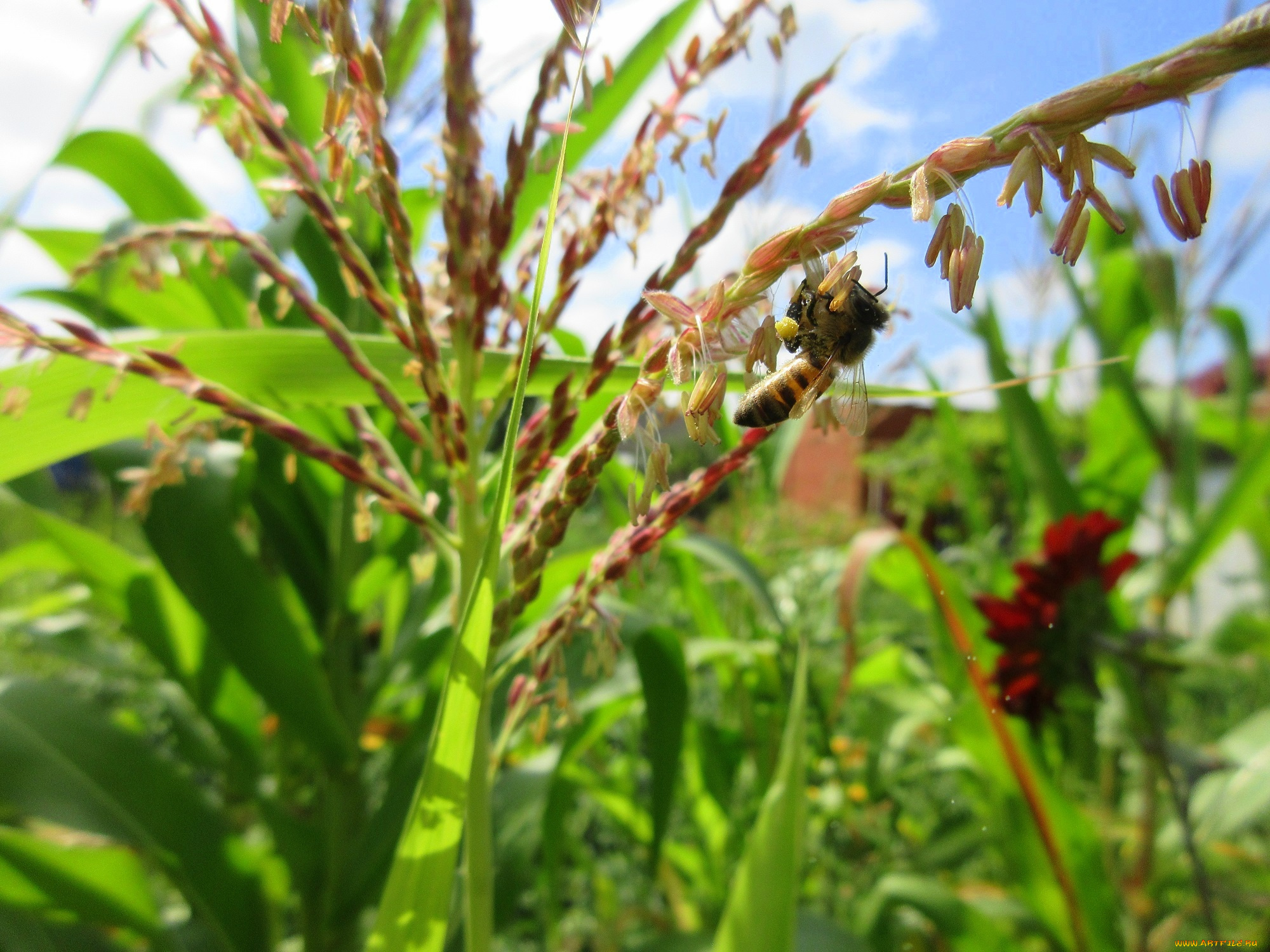 природа, макро, лето, кукуруза