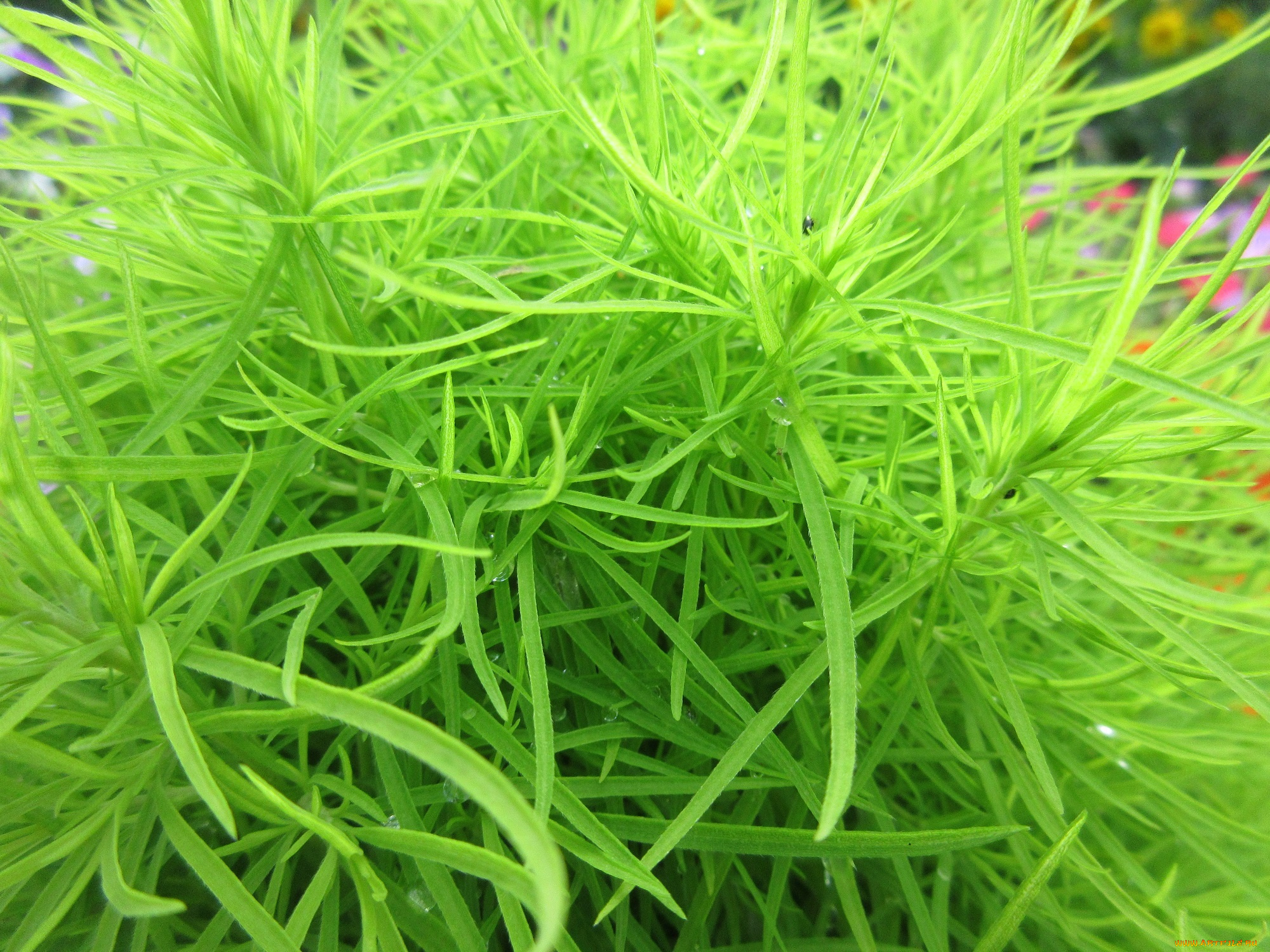 природа, макро, зелень