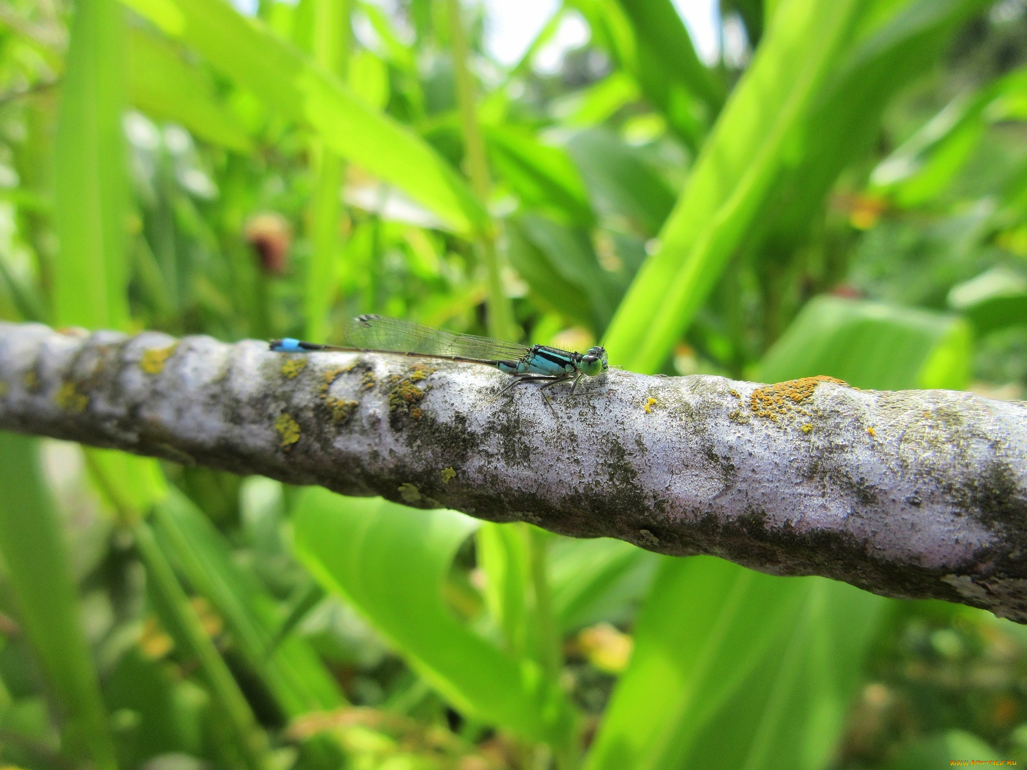 животные, стрекозы, стрекоза, макро