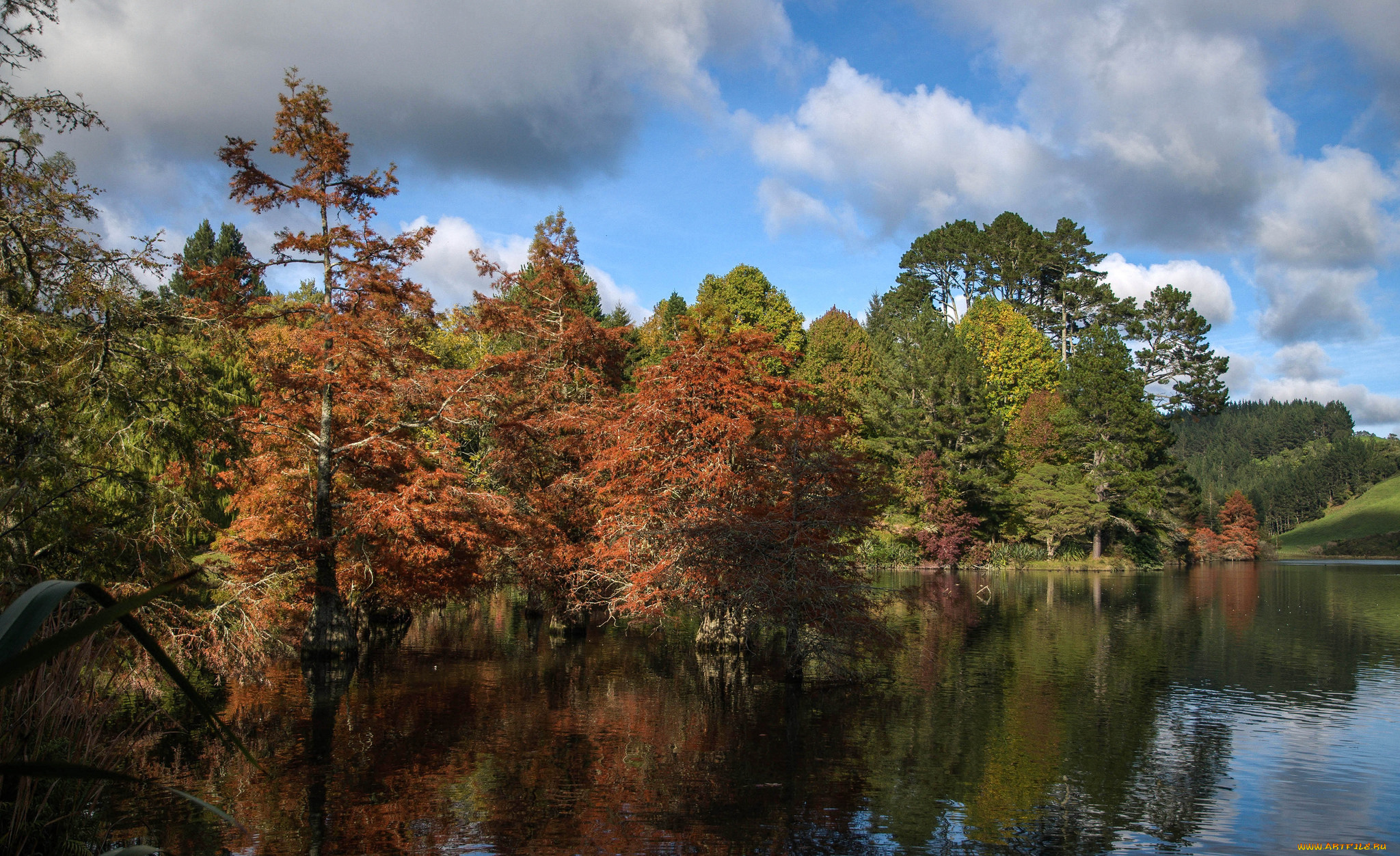 природа, реки, озера, лес, река