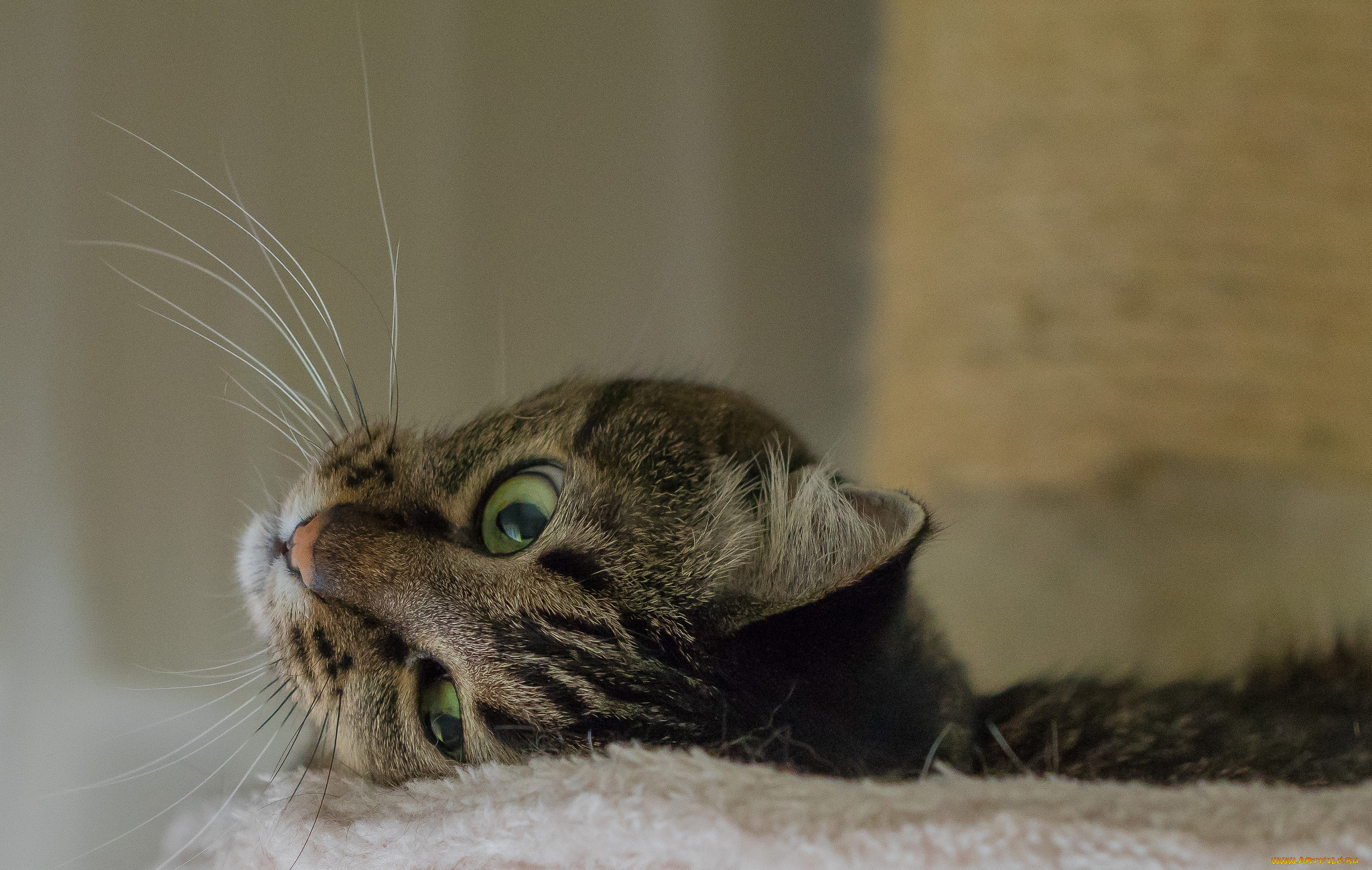 животные, коты, киса