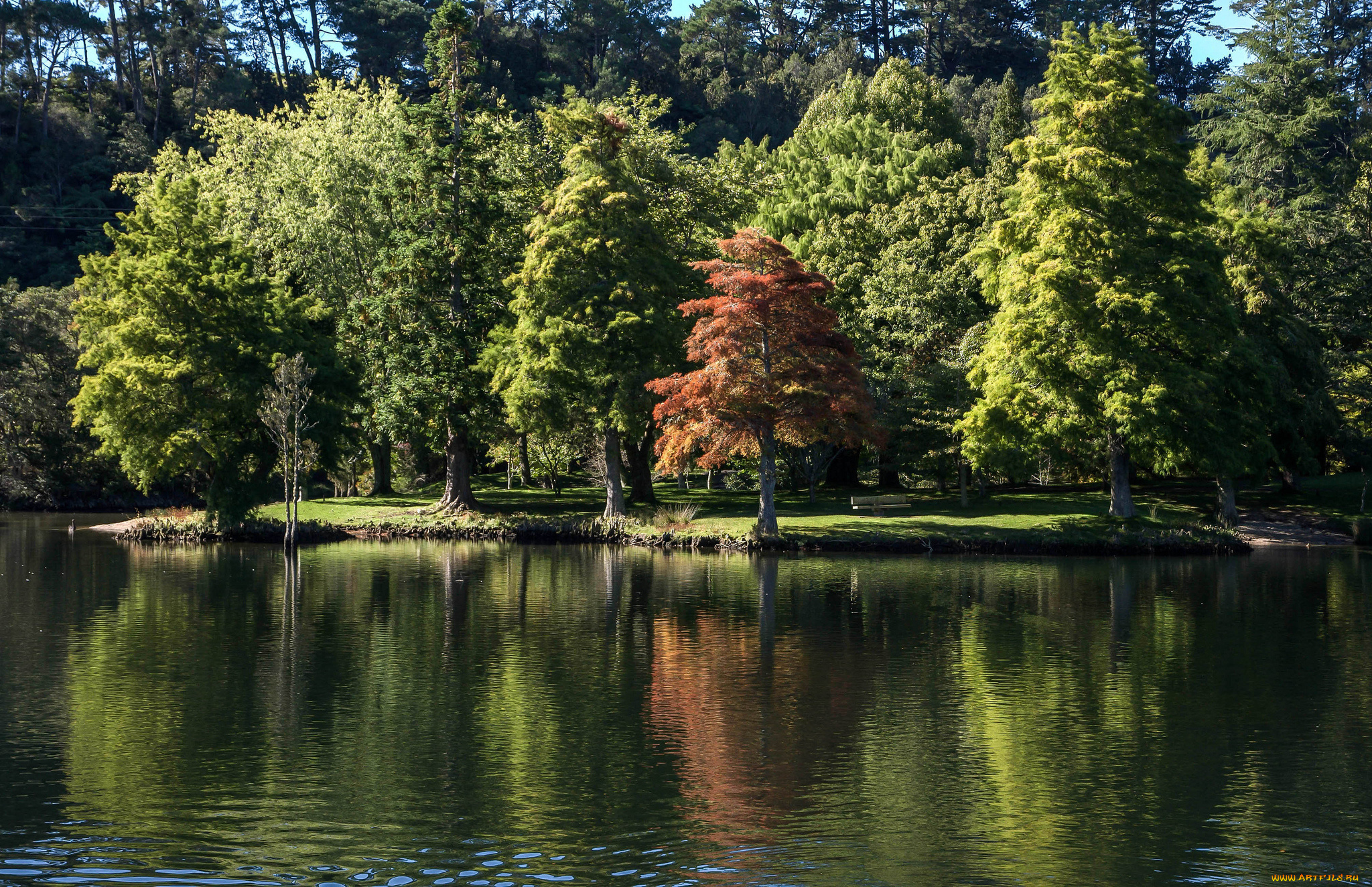 природа, реки, озера, река, лес