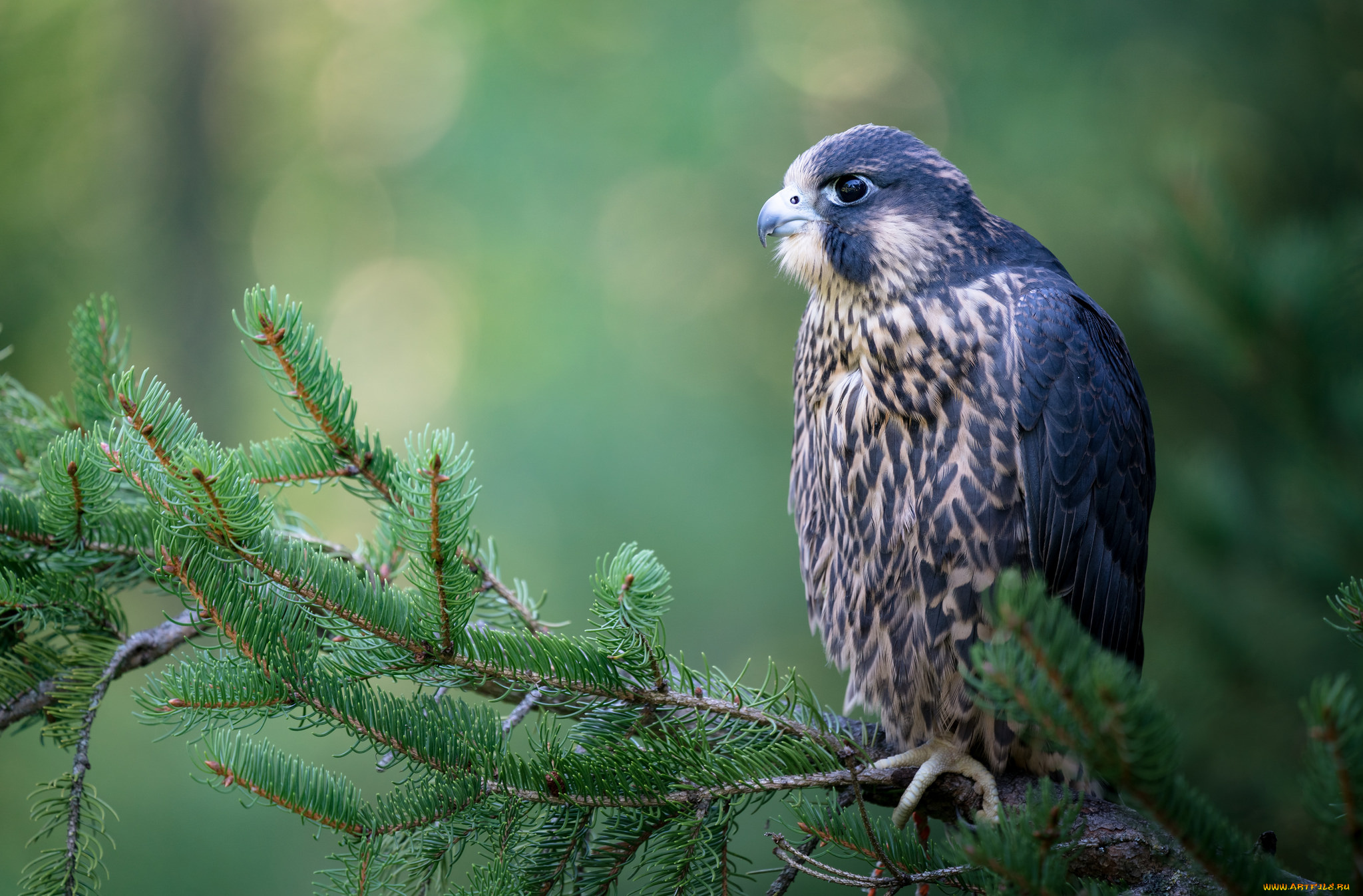 животные, птицы, клюв, перья, окрас, птица