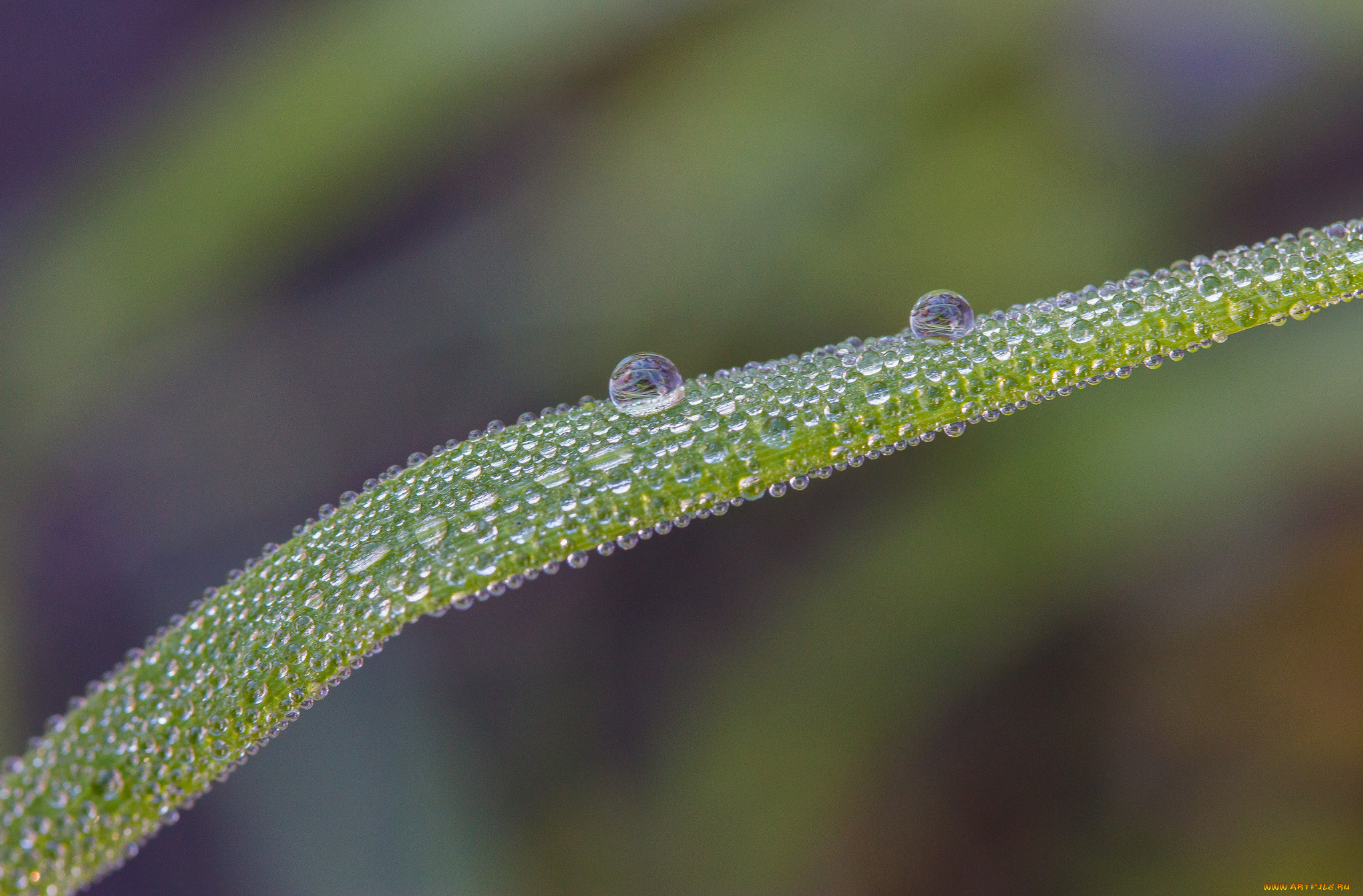 природа, макро, травинка