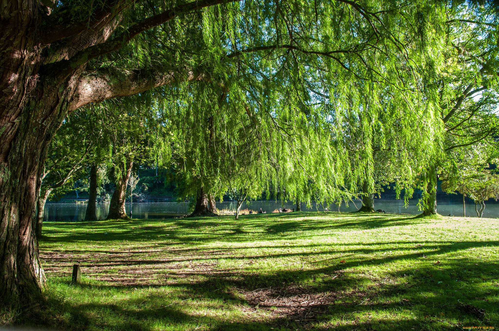 природа, реки, озера, лес, река