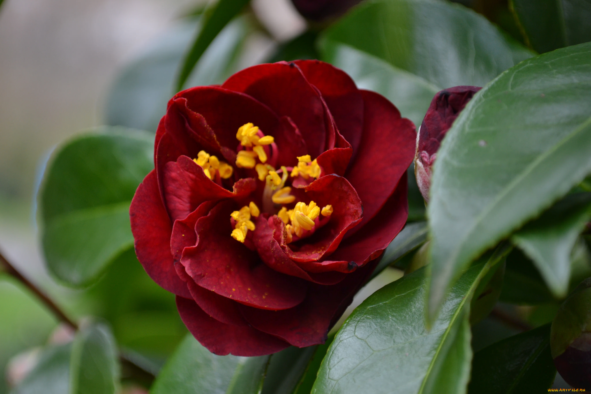 цветы, камелии, кустарник, bud, leaf, camellia, листья, камелия, shrubs, flowering, цветение, бутон