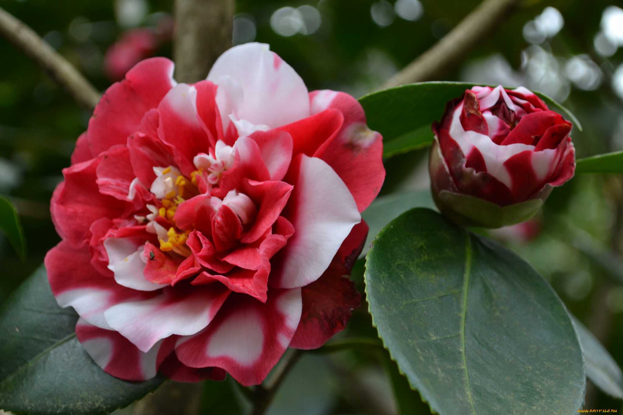 цветы, камелии, нежность, цветение, листья, лепестки, розовая, бутон, камелия